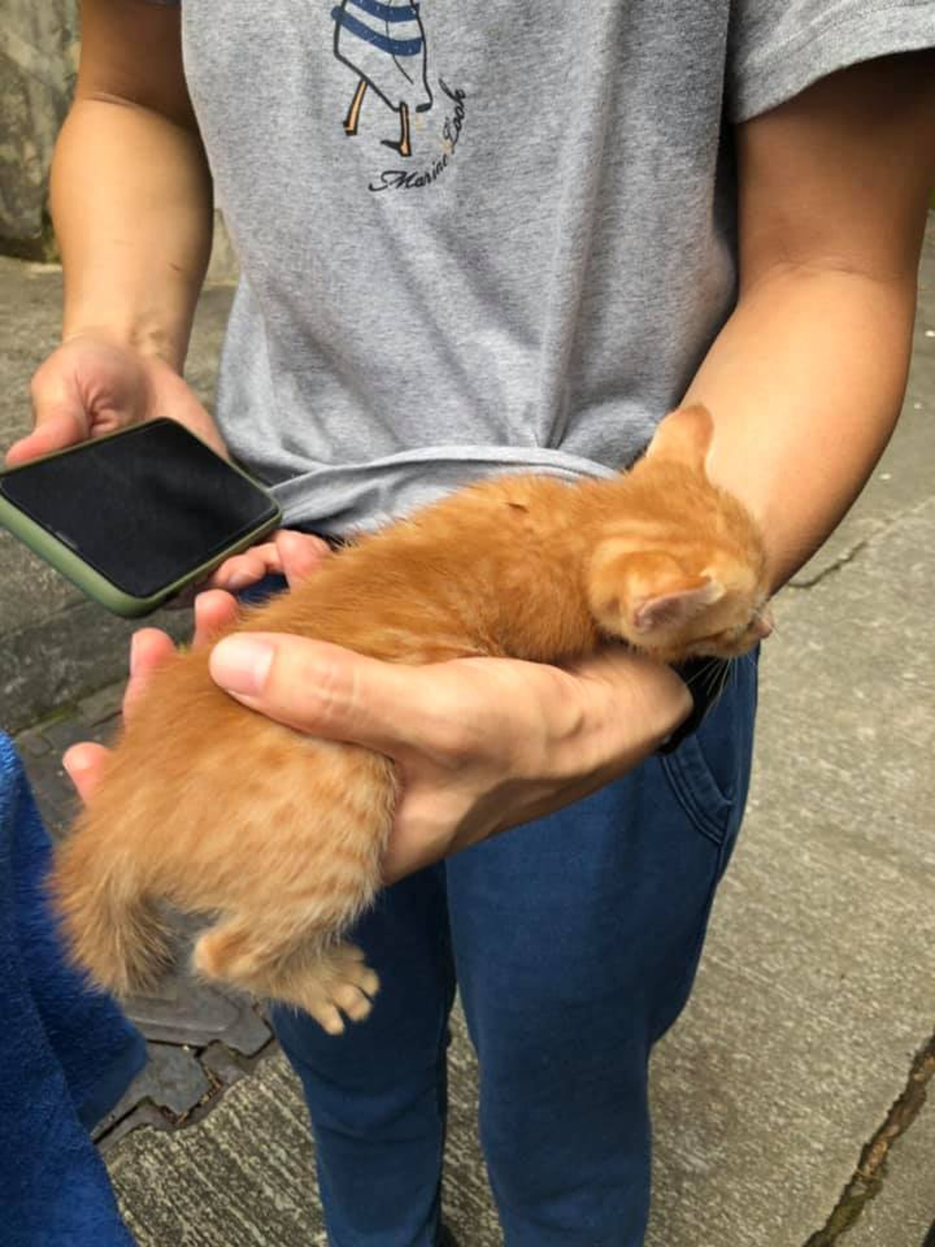 網民指,把小貓救起、放到衣服內時間,牠沒有發出貓叫,很安靜。健康狀況比較疲倦。(facebook圖片:天下貓貓一樣貓) 網民指,把小貓救起、放到衣服內時間,牠沒有發出貓叫,很安靜。健康狀況比較疲倦。(facebook圖片:天下貓貓一樣貓)