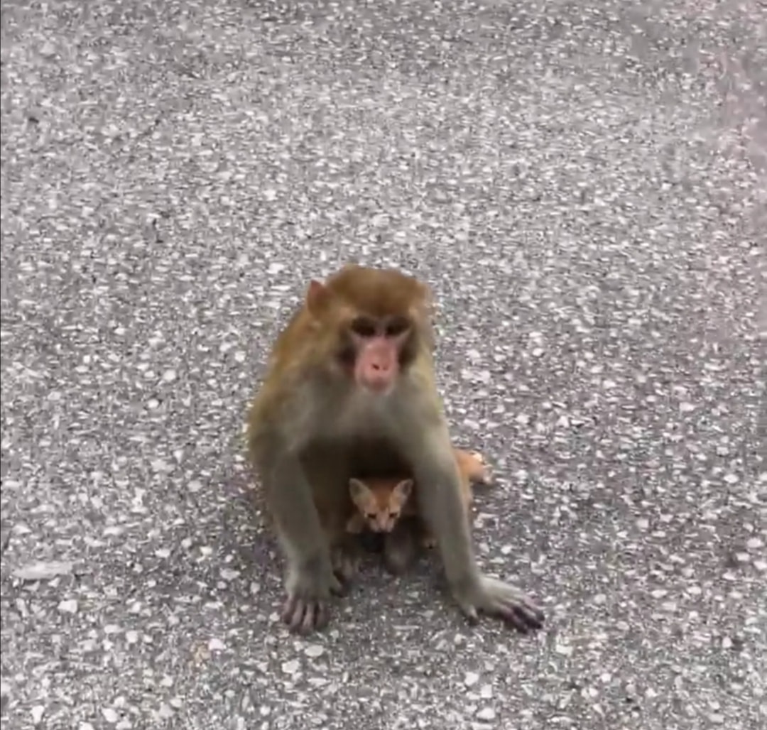 網民看到有猴子抱走貓後,出發到黃大仙沙田坳道救貓。(facebook圖片:天下貓貓一樣貓) 網民看到有猴子抱走貓後,出發到黃大仙沙田坳道救貓。(facebook圖片:天下貓貓一樣貓)