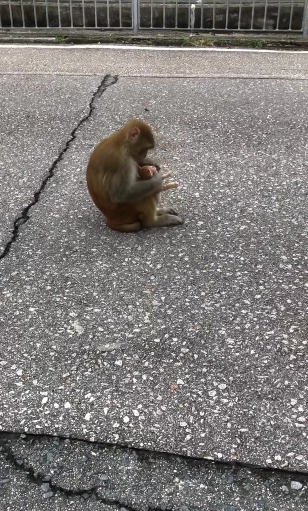 不少人都擔心小貓的狀況。(facebook圖片:天下貓貓一樣貓) 不少人都擔心小貓的狀況。(facebook圖片:天下貓貓一樣貓)