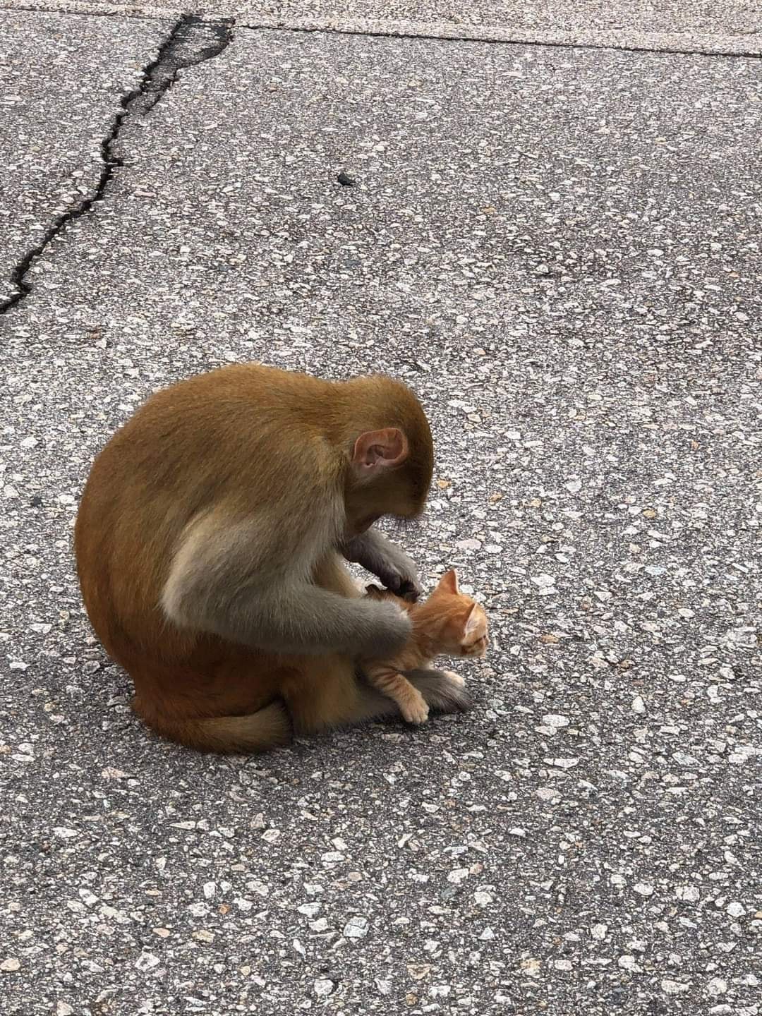 猴子不時為小貓捉蚤,把牠當成孩子。(facebook圖片:天下貓貓一樣貓) 猴子不時為小貓捉蚤,把牠當成孩子。(facebook圖片:天下貓貓一樣貓)