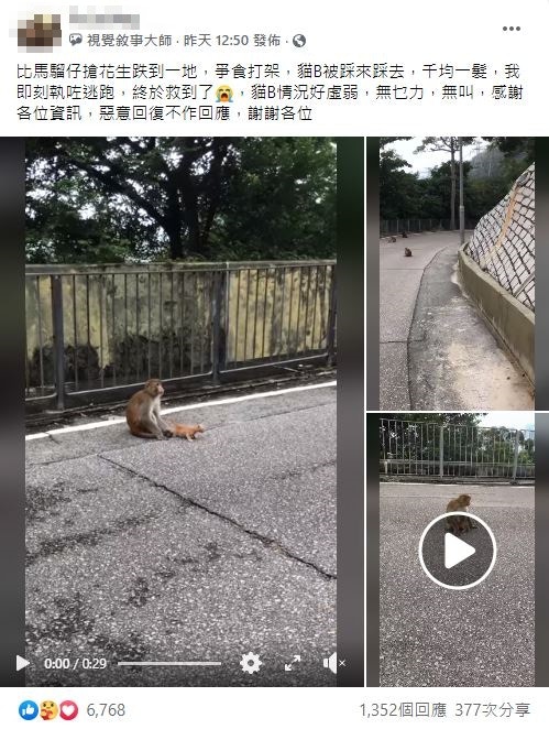 網民指猴子搶花生之際,她在千均一髮拾起小貓,把牠塞進衣服裏,即時逃跑,成功救出小貓。(facebook圖片:天下貓貓一樣貓) 網民指猴子搶花生之際,她在千均一髮拾起小貓,把牠塞進衣服裏,即時逃跑,成功救出小貓。(facebook圖片:天下貓貓一樣貓)