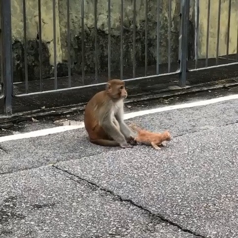 小貓稍為離開牠身邊。(facebook圖片:天下貓貓一樣貓) 小貓稍為離開牠身邊。(facebook圖片:天下貓貓一樣貓)