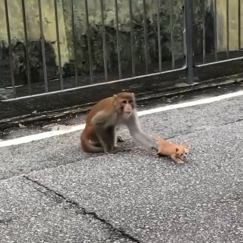 牠就會把小貓捉回來。(facebook圖片:天下貓貓一樣貓) 牠就會把小貓捉回來。(facebook圖片:天下貓貓一樣貓)