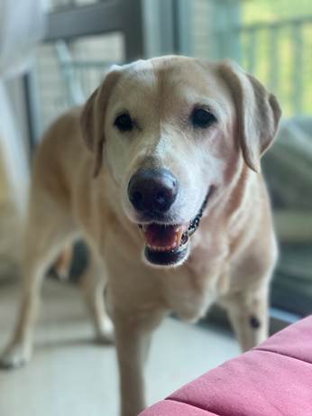 12歲拉布拉多Mocha 就是因為前主人聲稱小朋友敏感而遭到棄養。(救狗之家提供) 12歲拉布拉多Mocha 就是因為前主人聲稱小朋友敏感而遭到棄養。(救狗之家提供)