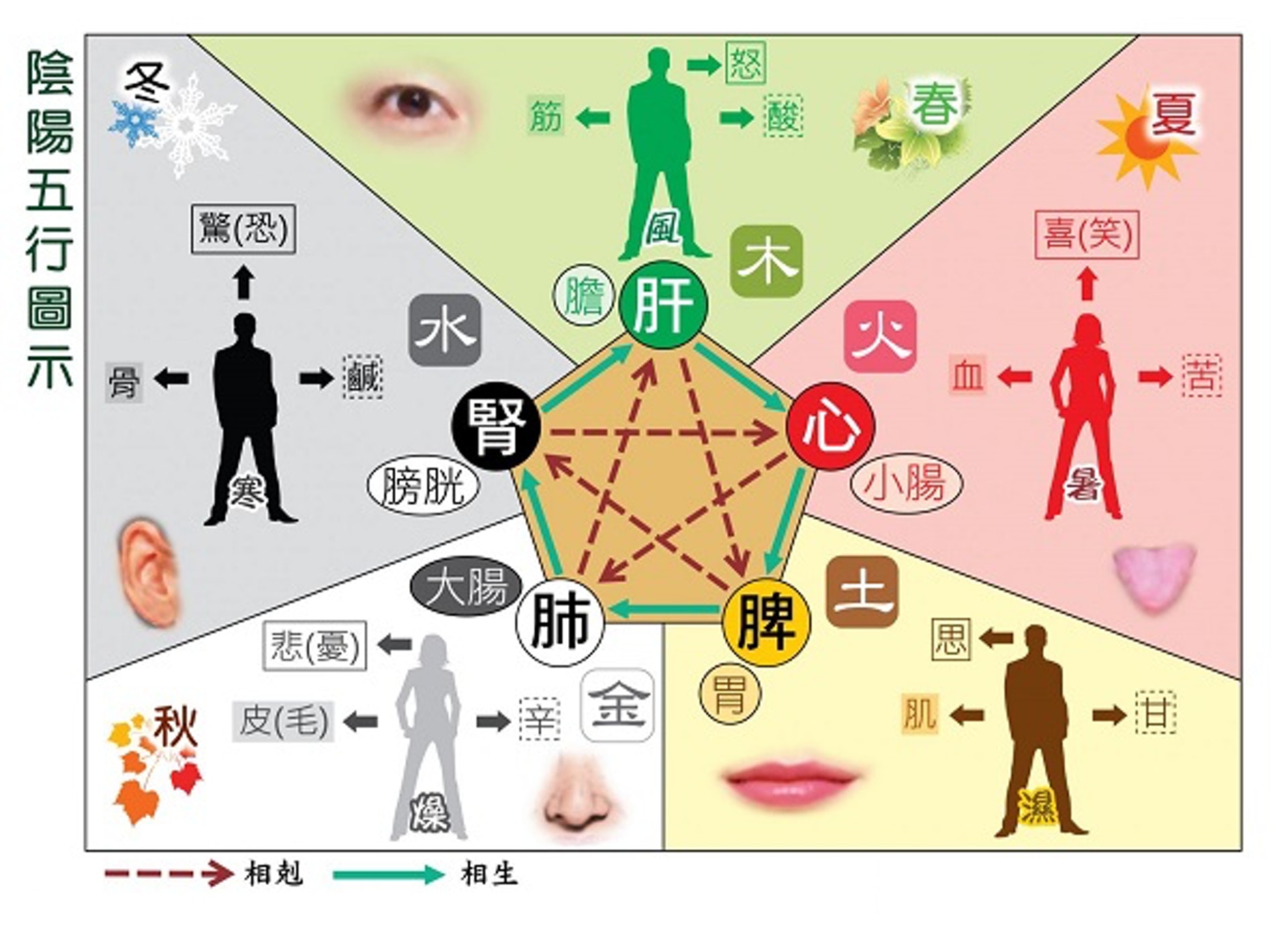 五行對應五臟。(圖片:buddha) 五行對應五臟。(圖片:buddha)