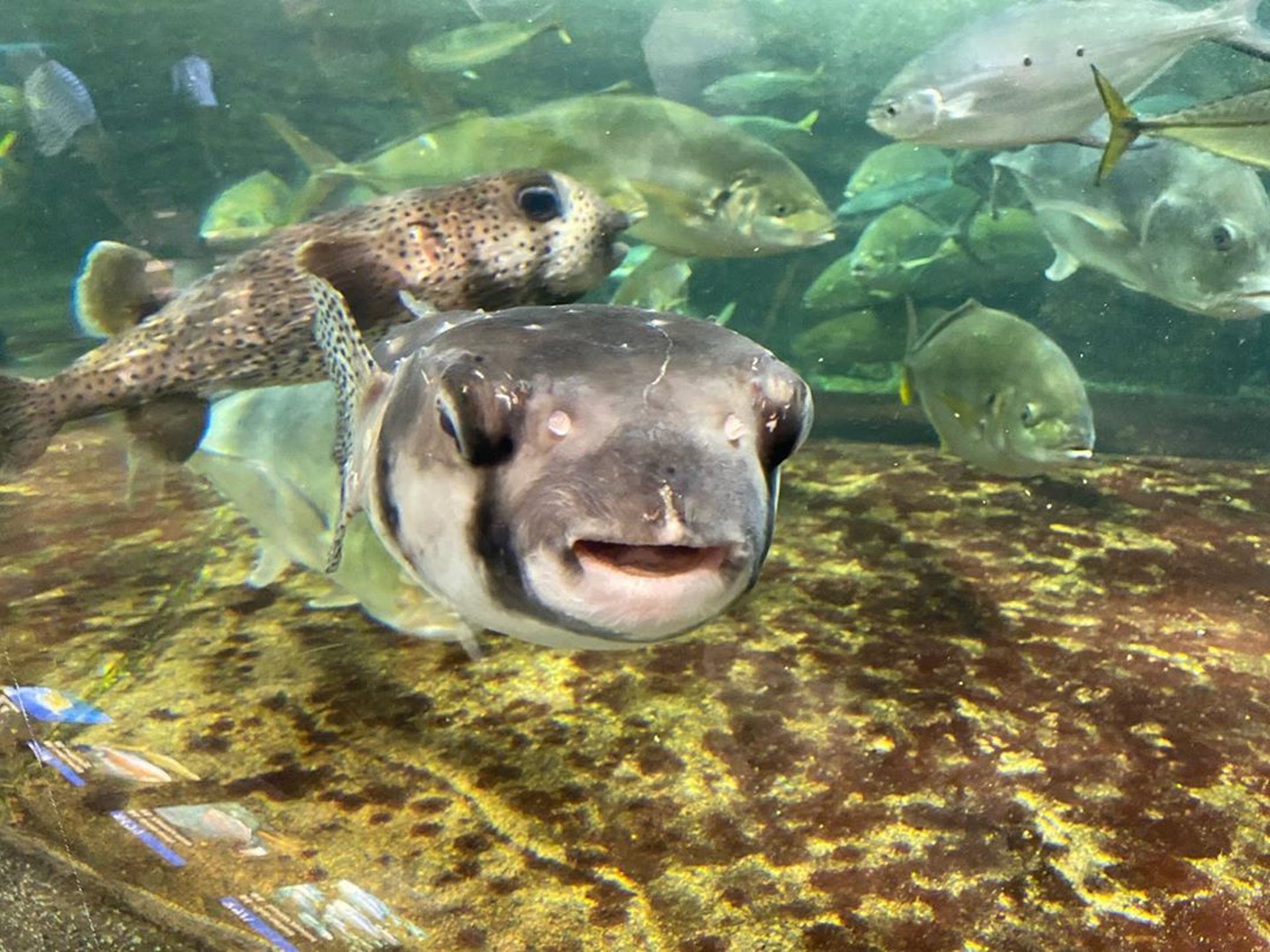 河豚的內臟包含肝臟、卵巢等都具有毒性,會讓人嘴舌甚至身體麻痹,最糟糕的情況下還會造成死亡。(IG@matsu_shimum) 河豚的內臟包含肝臟、卵巢等都具有毒性,會讓人嘴舌甚至身體麻痹,最糟糕的情況下還會造成死亡。(IG@matsu_shimum)