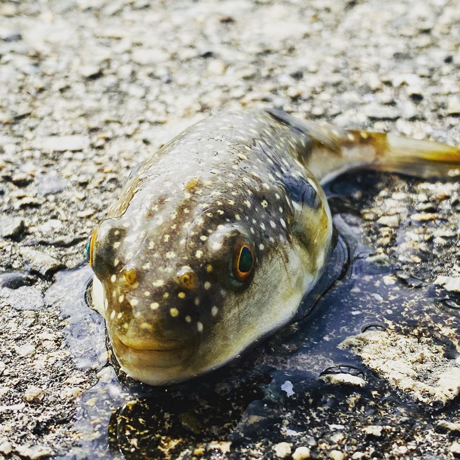 河豚的內臟包含肝臟、卵巢等都具有毒性,會讓人嘴舌甚至身體麻痹,最糟糕的情況下還會造成死亡。(IG@hachimitsu547) 河豚的內臟包含肝臟、卵巢等都具有毒性,會讓人嘴舌甚至身體麻痹,最糟糕的情況下還會造成死亡。(IG@hachimitsu547)