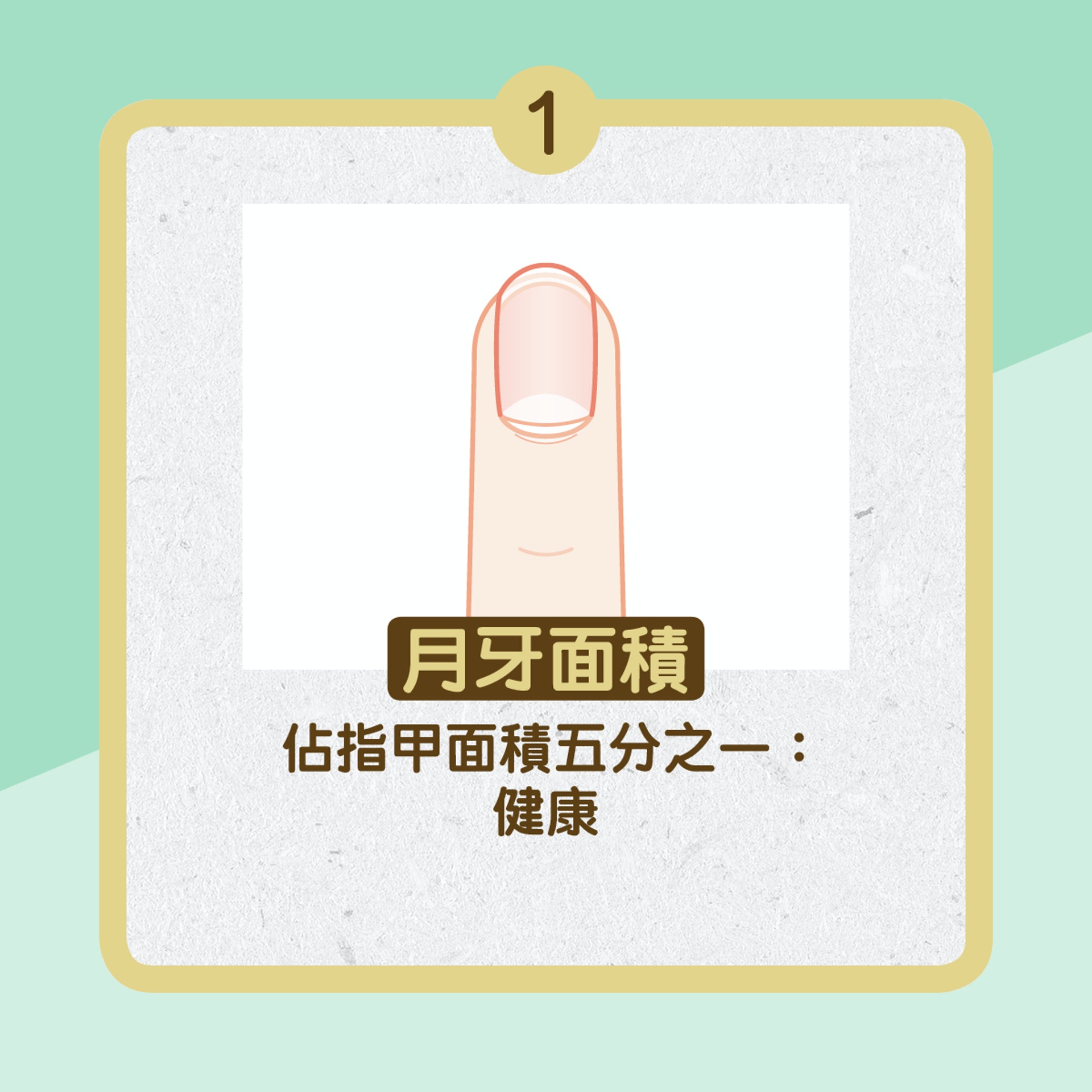 月牙大小反映健康(01製圖) 月牙大小反映健康(01製圖)