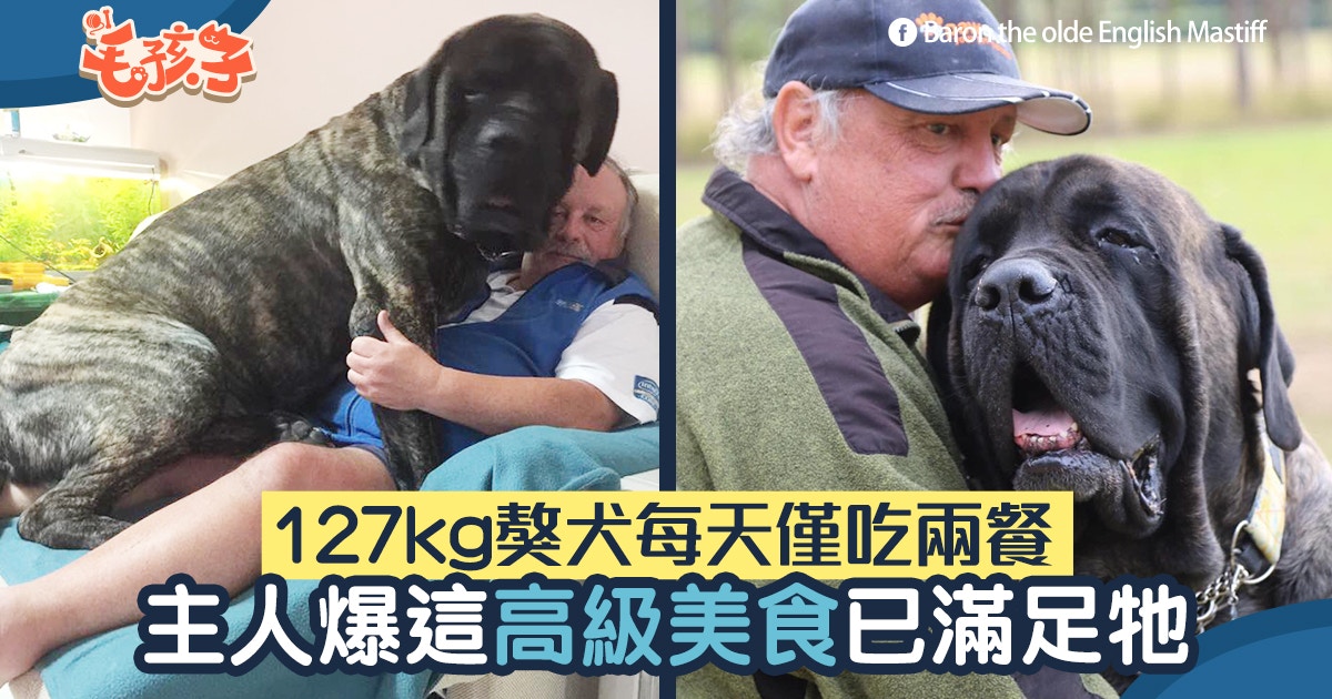 127kg古代英國獒犬超巨型爸踢爆牠食量驚人網民知數量後嚇呆 香港01 寵物