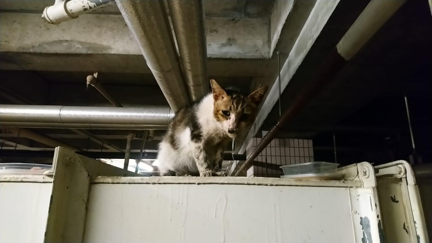 北區醫院附近的流浪貓「小咪」近日身體不適,義工隨後向毛守求助。(受訪者提供) 北區醫院附近的流浪貓「小咪」近日身體不適,義工隨後向毛守求助。(受訪者提供)