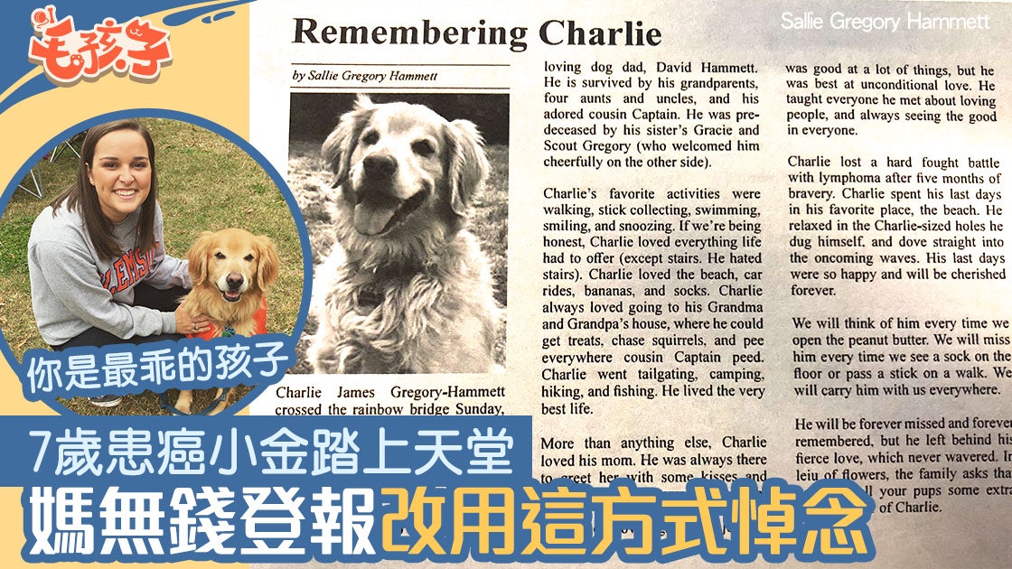 金毛尋回犬患癌踏上彩虹橋 媽用這最傷心方法悼念 網民齊淚崩 金毛尋回犬患癌踏上彩虹橋 媽用這最傷心方法悼念 網民齊淚崩