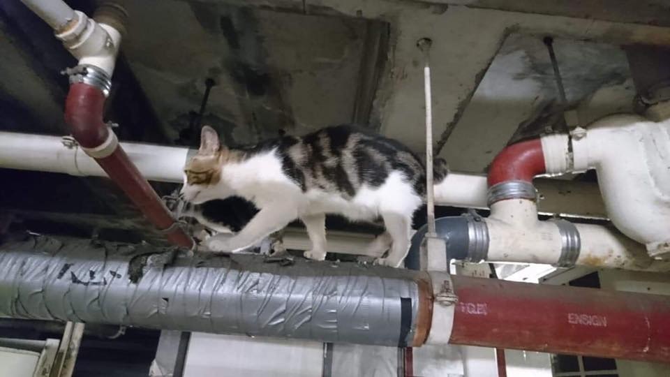 這次病重的流浪貓「小咪」,是義工李小姐4年前開始餵養,直至今年初,李小姐確診患上癌病(受訪者提供) 這次病重的流浪貓「小咪」,是義工李小姐4年前開始餵養,直至今年初,李小姐確診患上癌病(受訪者提供)