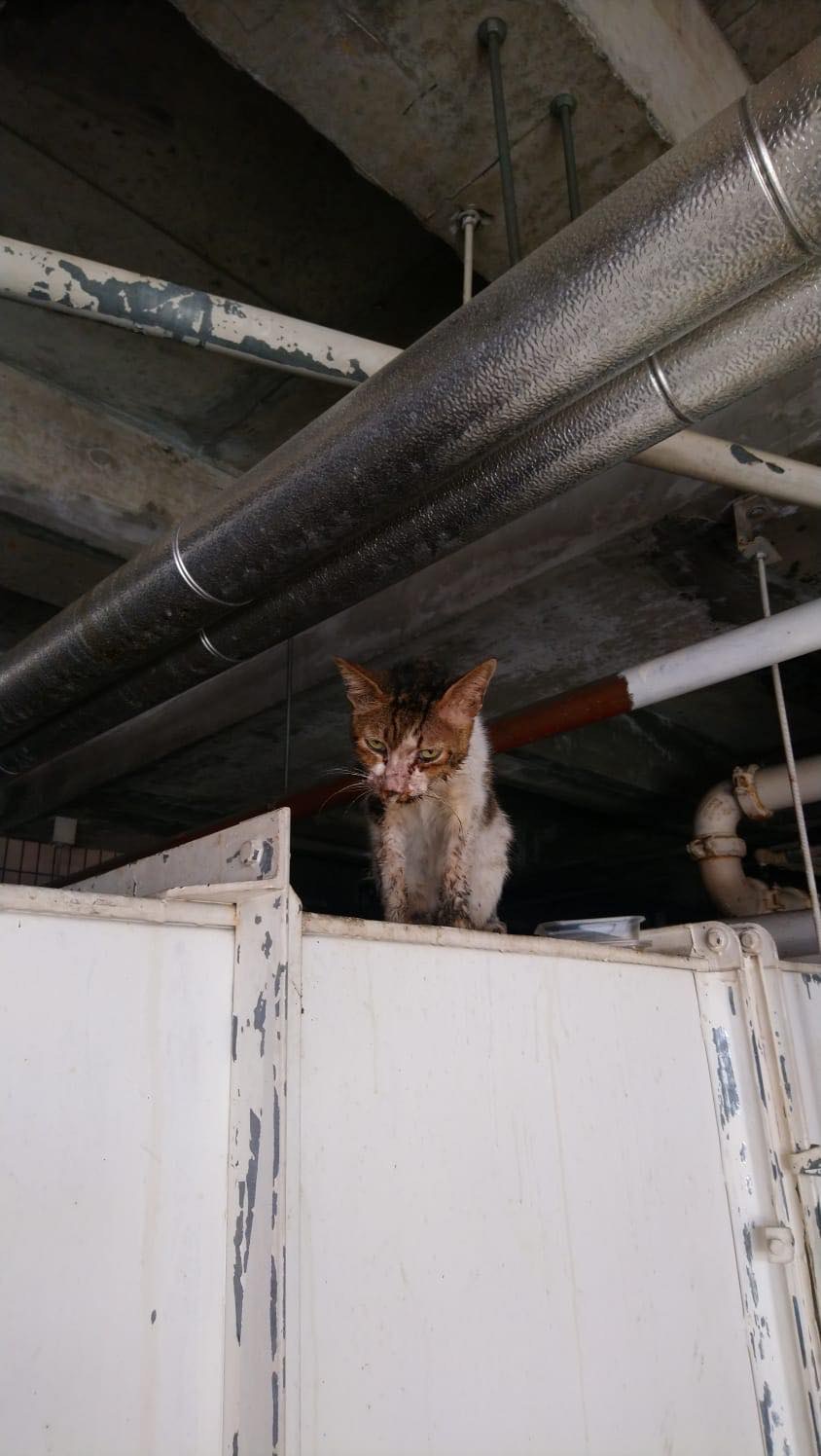 原來李小姐臨終前一直對北區醫院附近的流浪貓狗念念不忘,於是請好友袁小姐幫忙。(受訪者提供) 原來李小姐臨終前一直對北區醫院附近的流浪貓狗念念不忘,於是請好友袁小姐幫忙。(受訪者提供)