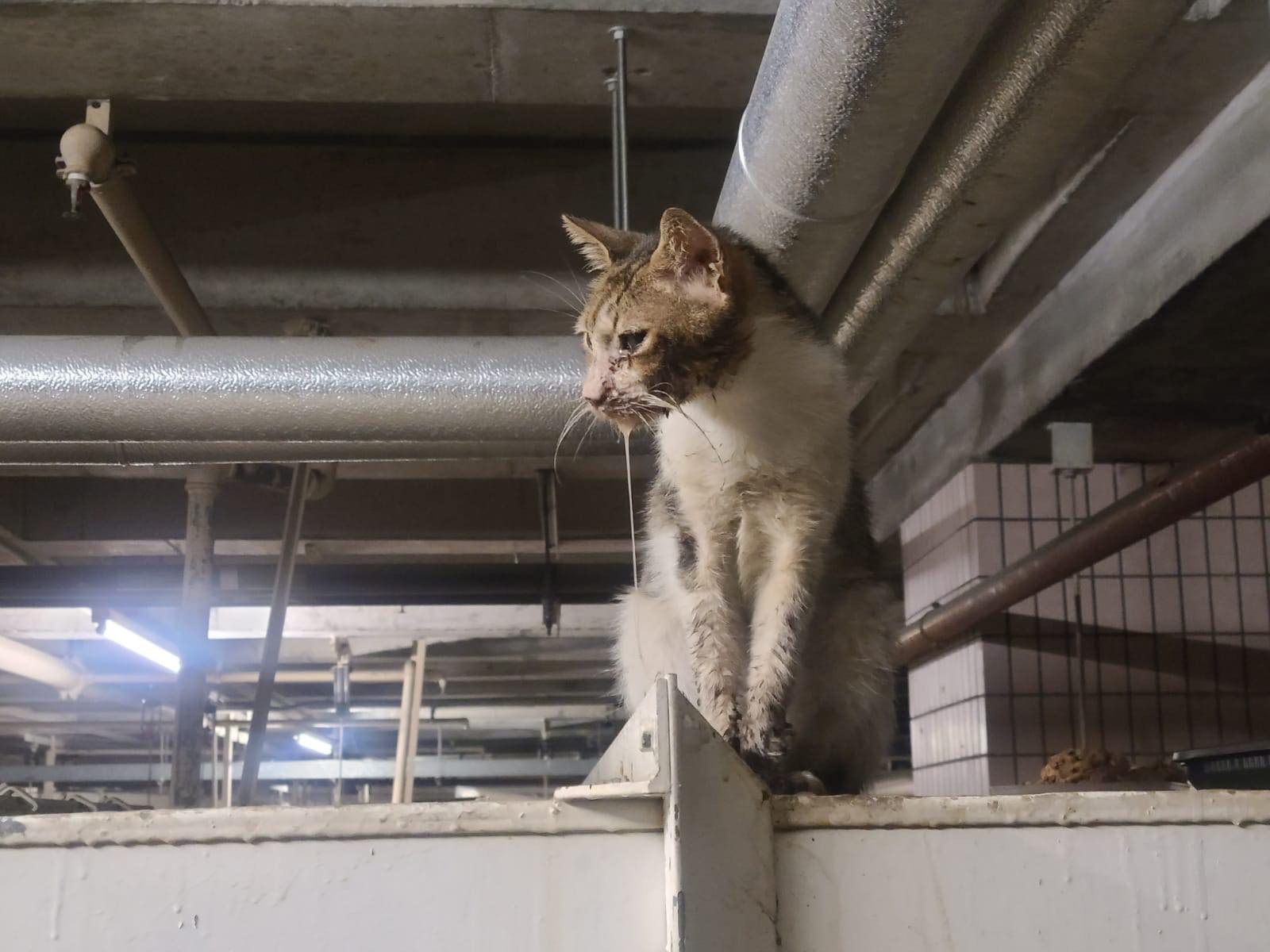 小咪持續流口水、食慾不振。(受訪者提供) 小咪持續流口水、食慾不振。(受訪者提供)