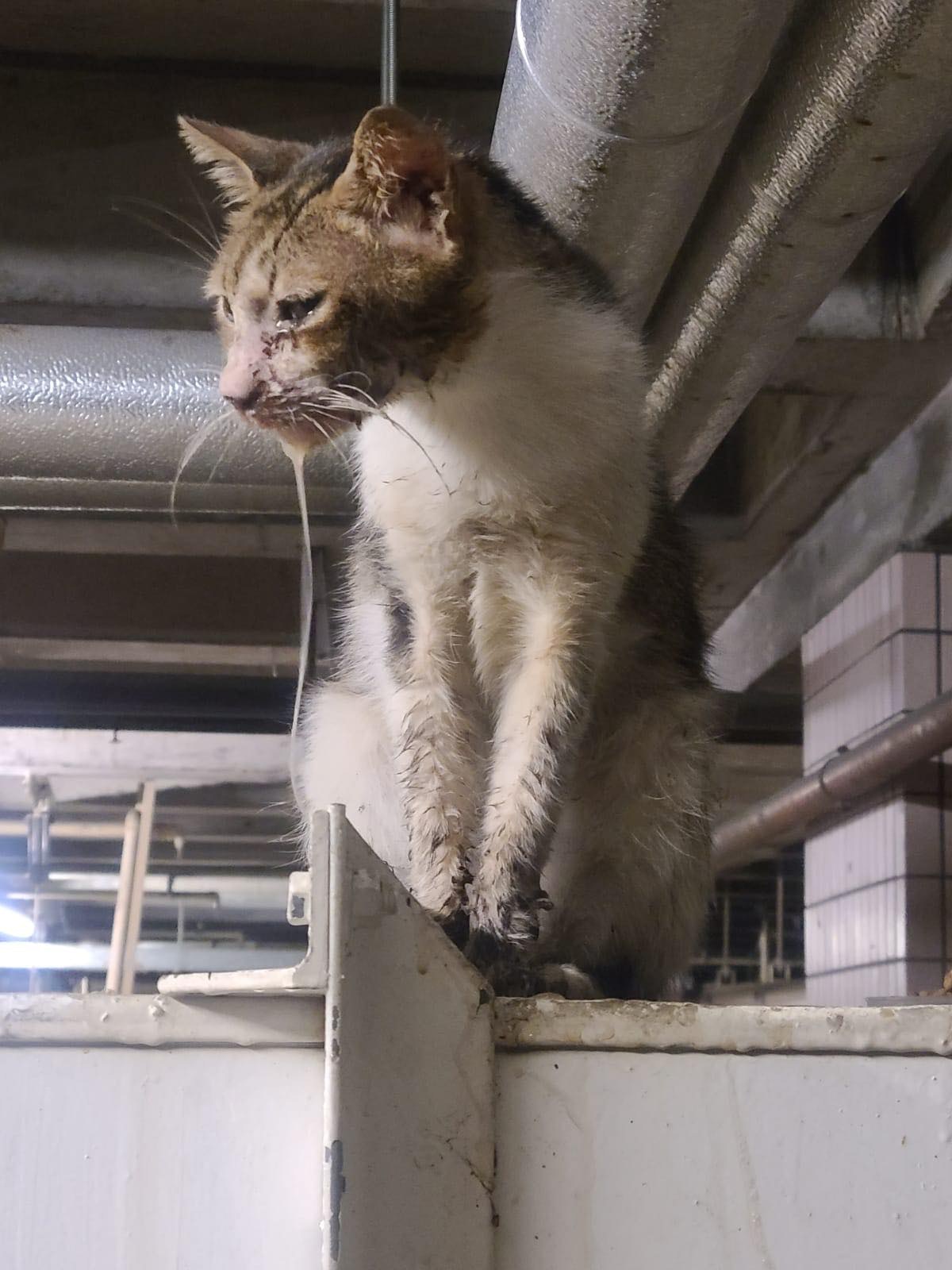 李小姐希望袁小姐可以幫忙照顧流浪貓狗直到終老。(受訪者提供) 李小姐希望袁小姐可以幫忙照顧流浪貓狗直到終老。(受訪者提供)