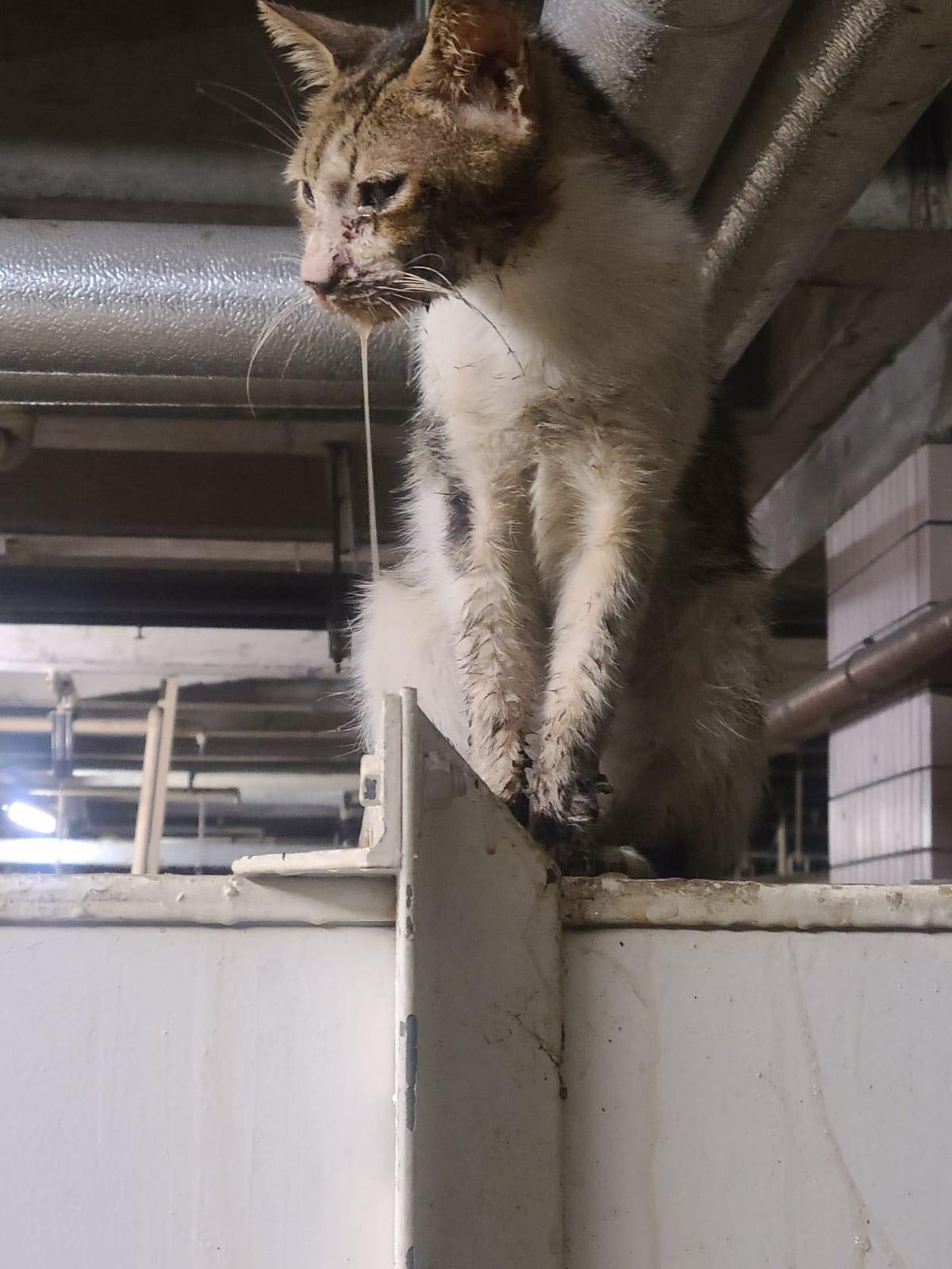 狀況並不樂觀。(受訪者提供) 狀況並不樂觀。(受訪者提供)