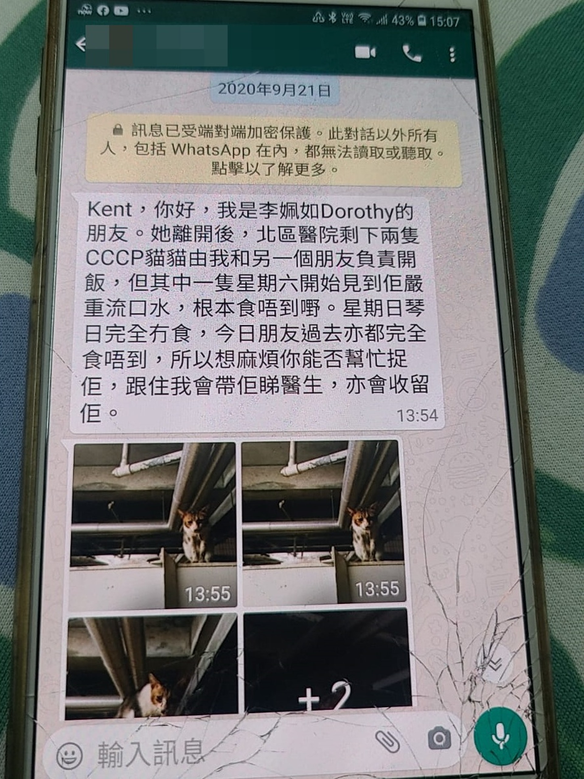 日前(9月21日)毛孩守護者收到袁小姐求助,指貓咪「小咪」近日身體狀況轉差。(受訪者提供) 日前(9月21日)毛孩守護者收到袁小姐求助,指貓咪「小咪」近日身體狀況轉差。(受訪者提供)