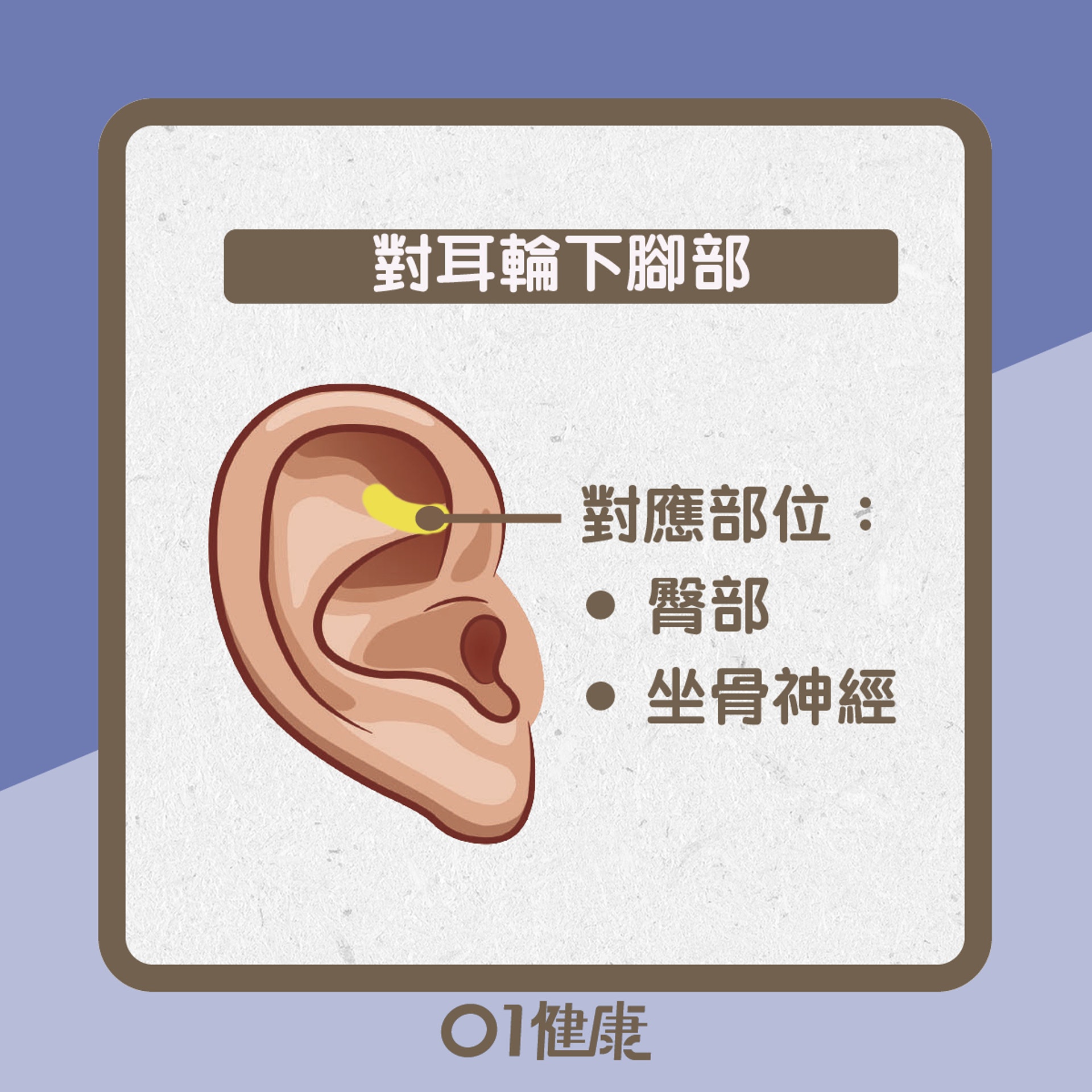 紓緩腳痛耳穴(01製圖) 紓緩腳痛耳穴(01製圖)