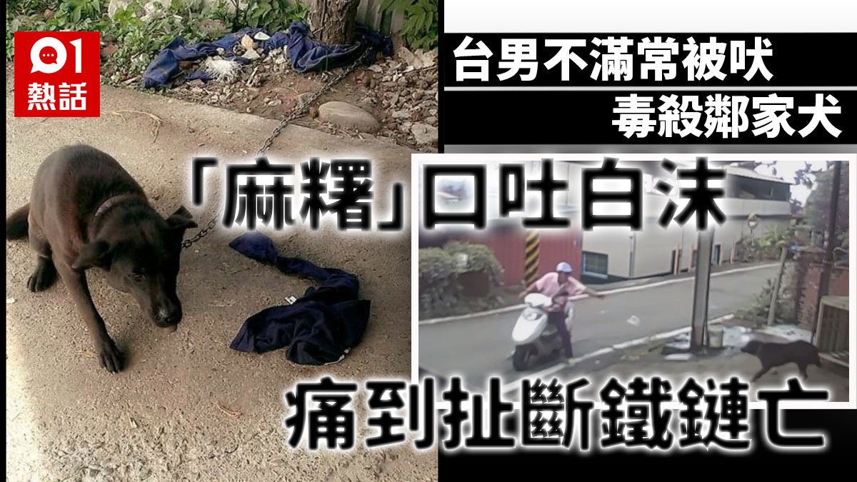 不滿經常被吠狠心台男毒殺鄰居愛犬最高可判入獄2年 香港01 熱爆話題