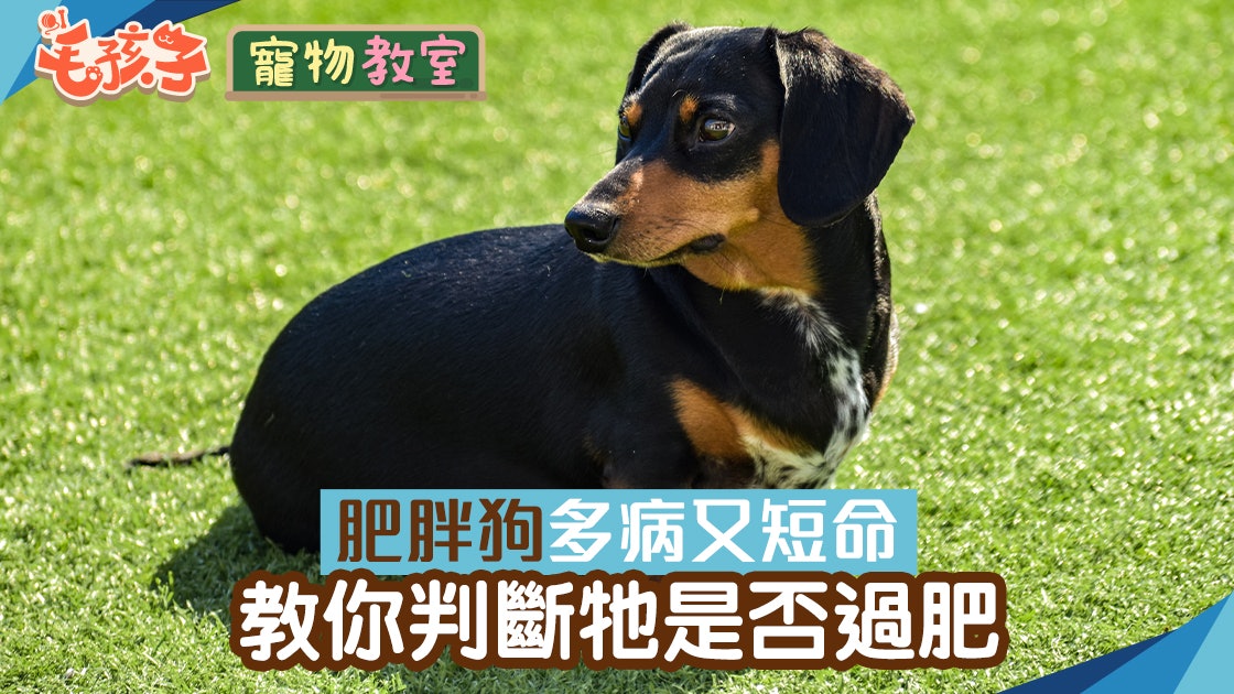 狗知識學習區 狗狗健康貼士 教養訓練 行為解讀知識合集