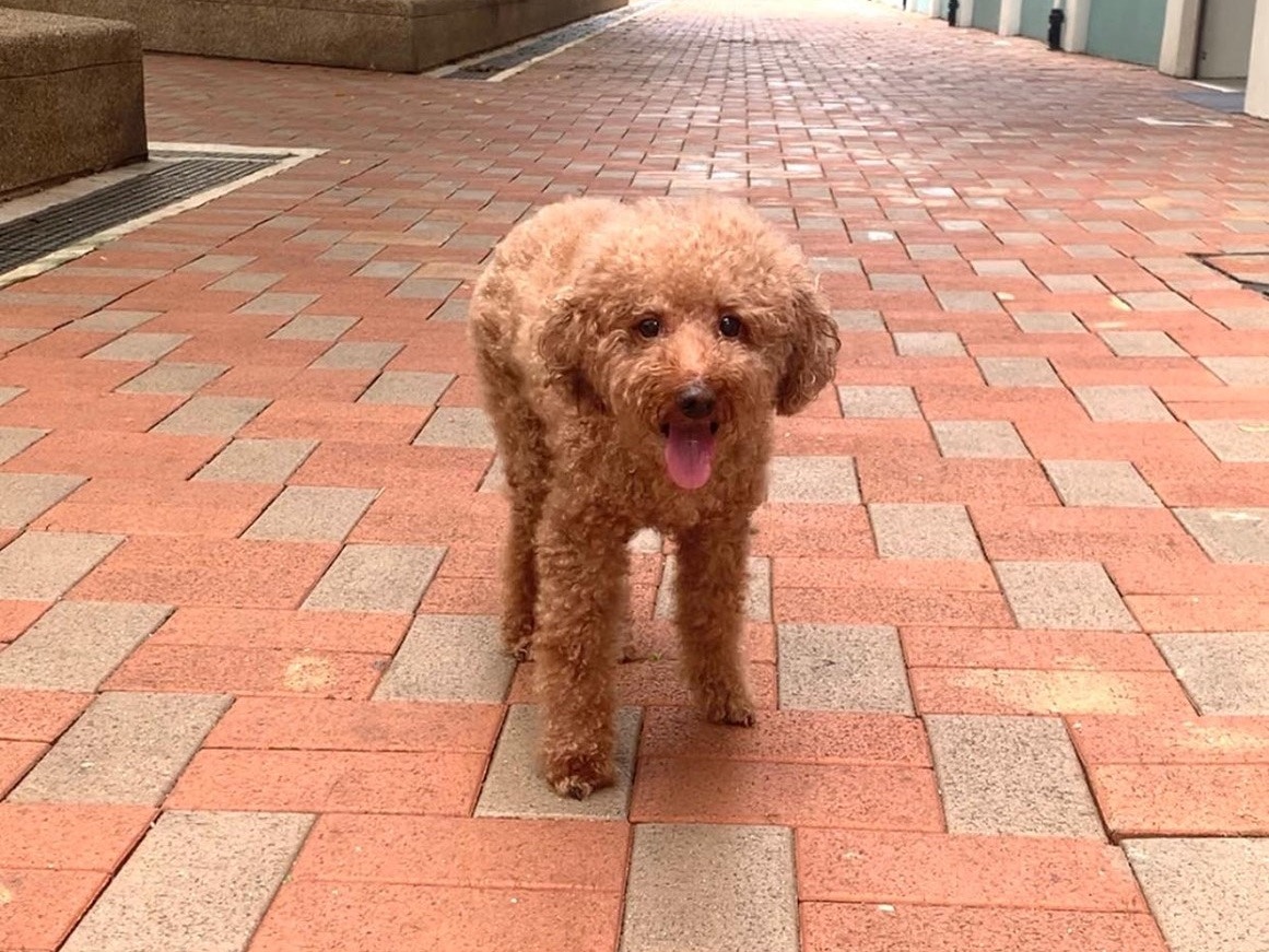 以為貴婦狗鬧脾氣不願走路一個月後獸醫傳來惡耗港媽內疚淚崩 香港01 寵物