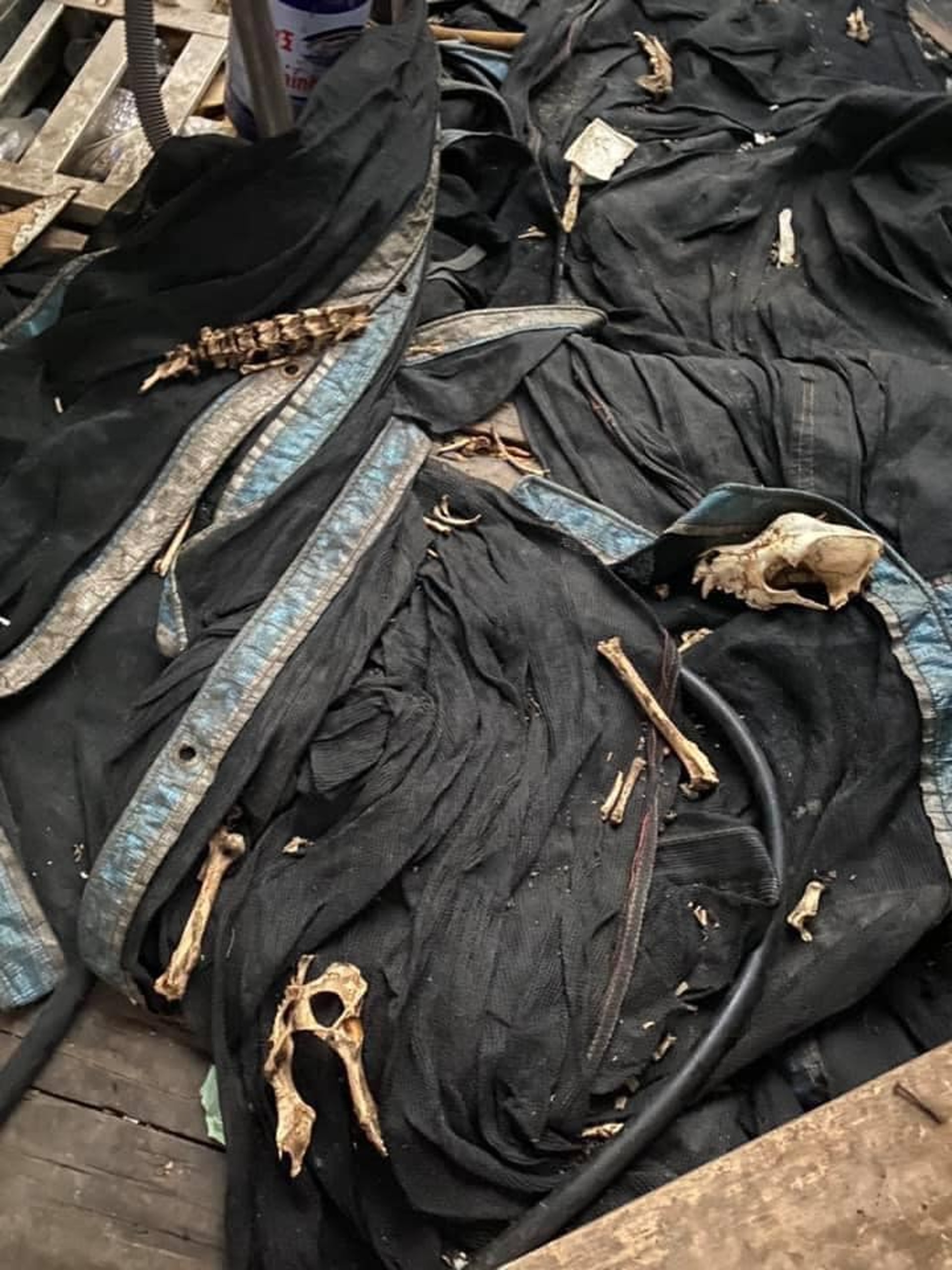 愛狗人士在台灣苗栗發現疑似屠狗場。(Facebook@新竹市浪愛傳遞貓狗TNVR協會) 愛狗人士在台灣苗栗發現疑似屠狗場。(Facebook@新竹市浪愛傳遞貓狗TNVR協會)