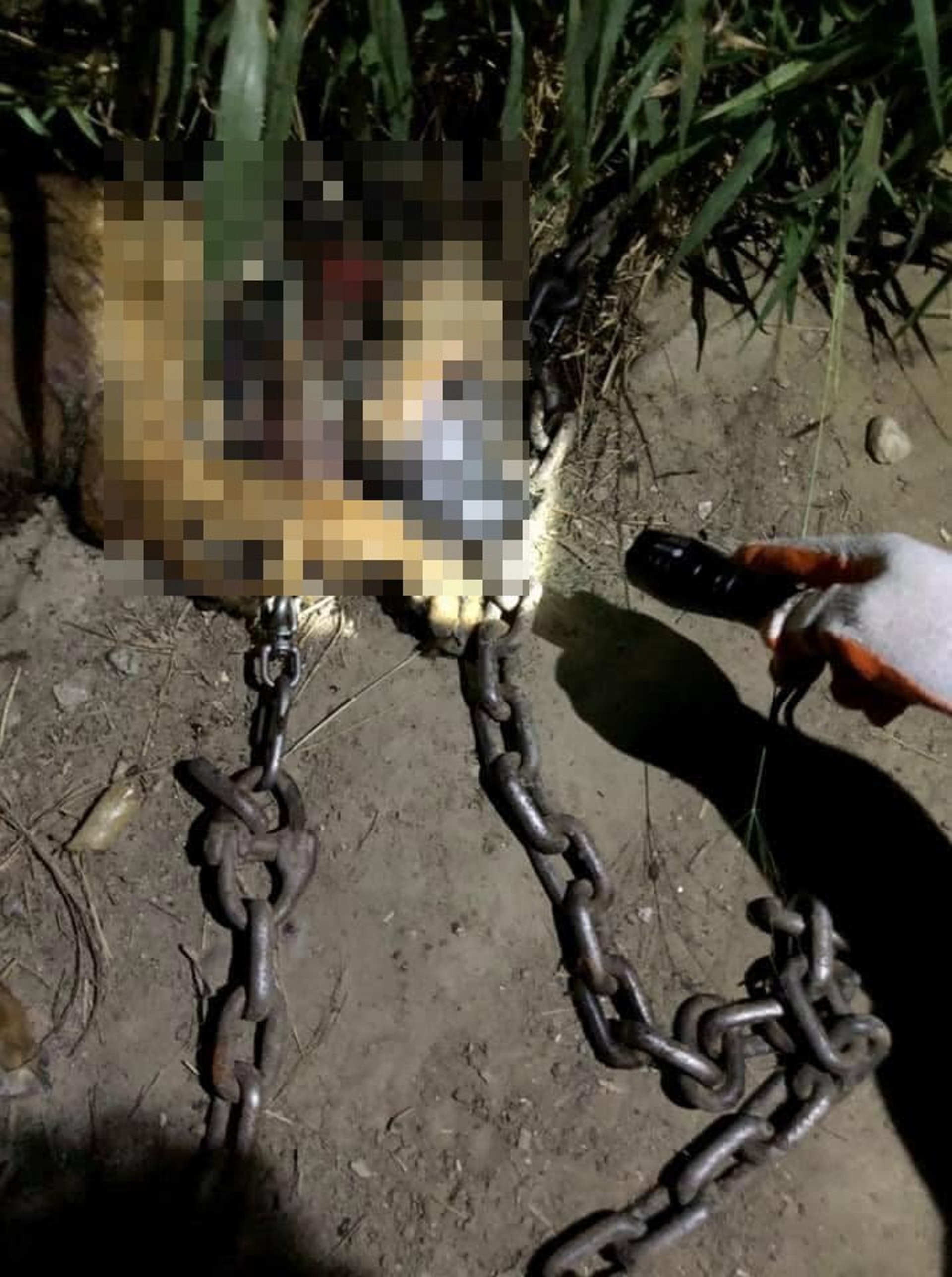 愛狗人士在台灣苗栗發現疑似屠狗場。(Facebook@新竹市浪愛傳遞貓狗TNVR協會) 愛狗人士在台灣苗栗發現疑似屠狗場。(Facebook@新竹市浪愛傳遞貓狗TNVR協會)
