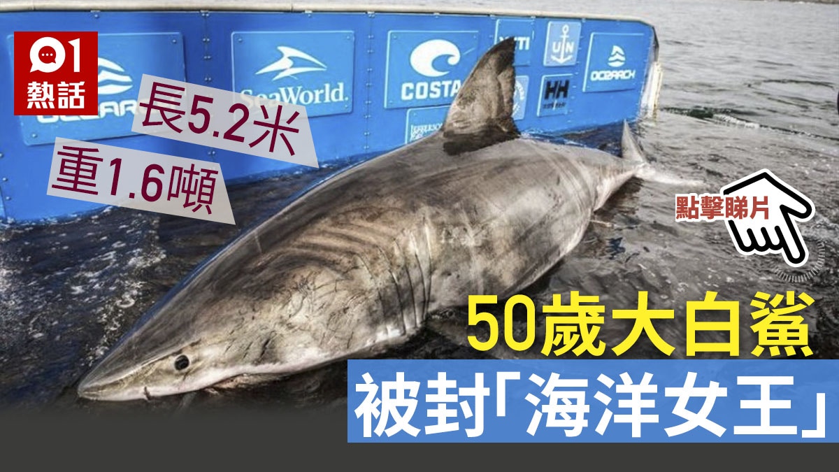 加國發現50歲大白鯊取名傳說中智者研究員 在牠身邊肅然起敬