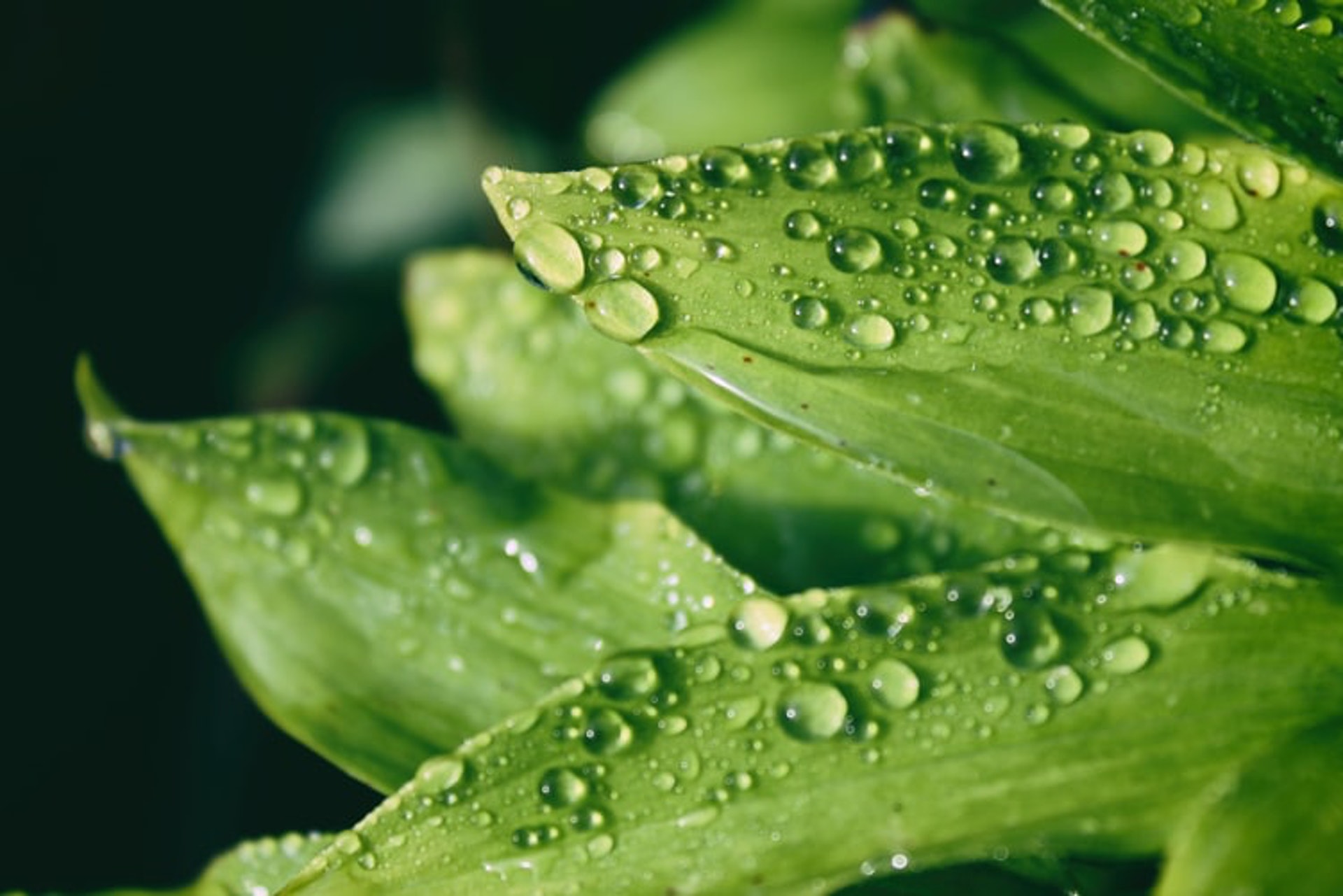 寒露是最先提及「寒」字的節氣,代表天氣明顯有秋涼之意。(Unsplash/Olivia Basile) 寒露是最先提及「寒」字的節氣,代表天氣明顯有秋涼之意。(Unsplash/Olivia Basile)