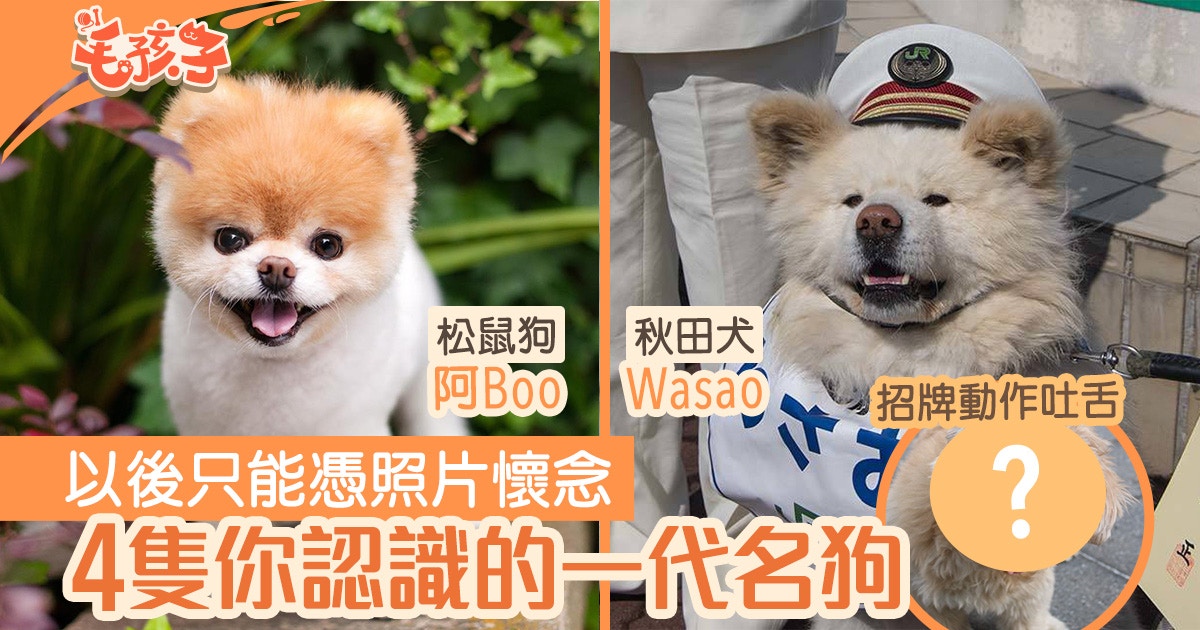 Ig十周年 松鼠狗boo 俊介等紅極一時4隻只能憑照片懷念的狗狗 香港01 寵物