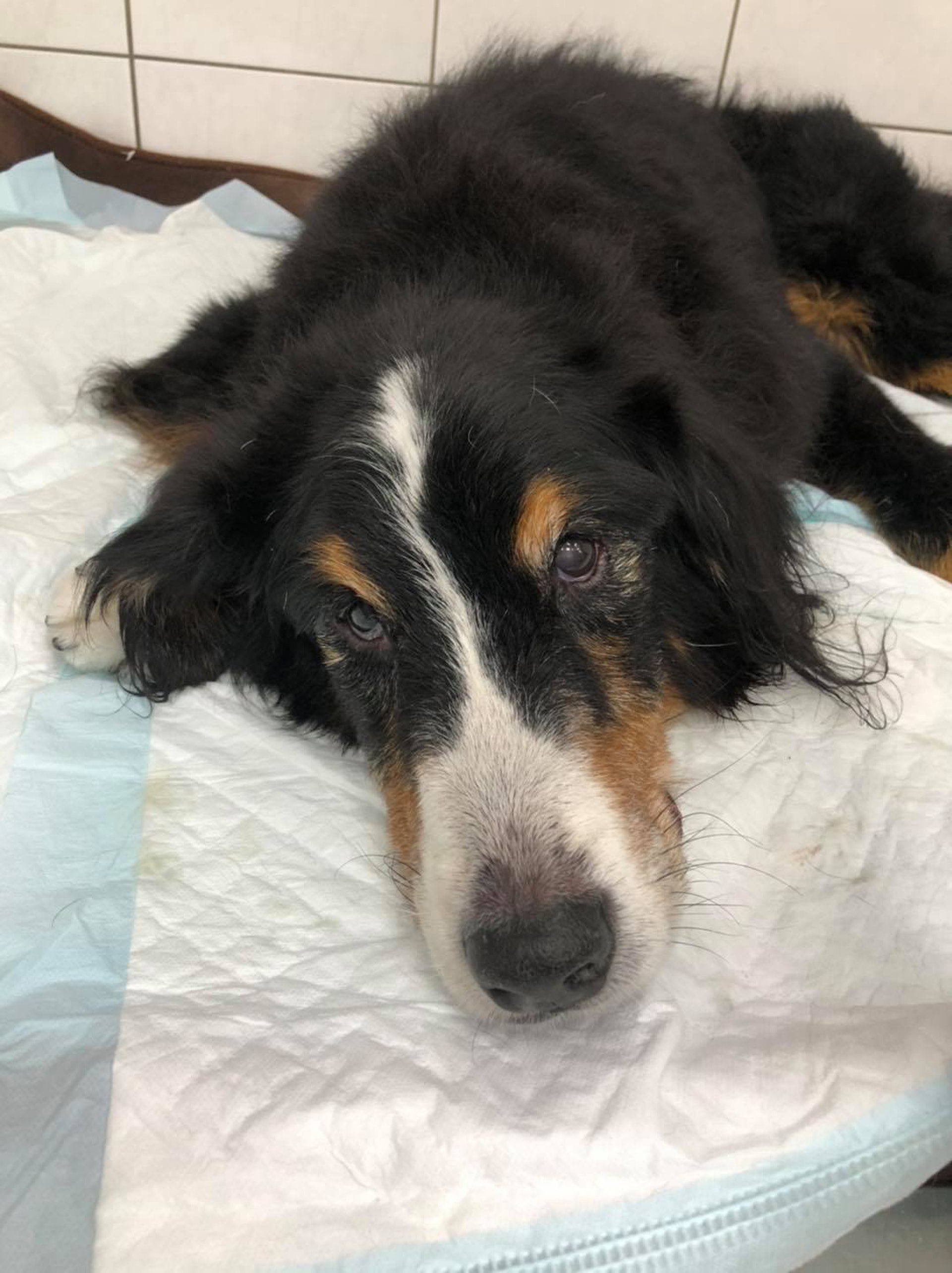 伯恩山犬 13歲老狗偷吃8件鳳凰酥喪命獸醫一句話揭開致命原因 伯恩山犬 13歲老狗偷吃8件鳳凰酥喪命獸醫一句話揭開致命原因