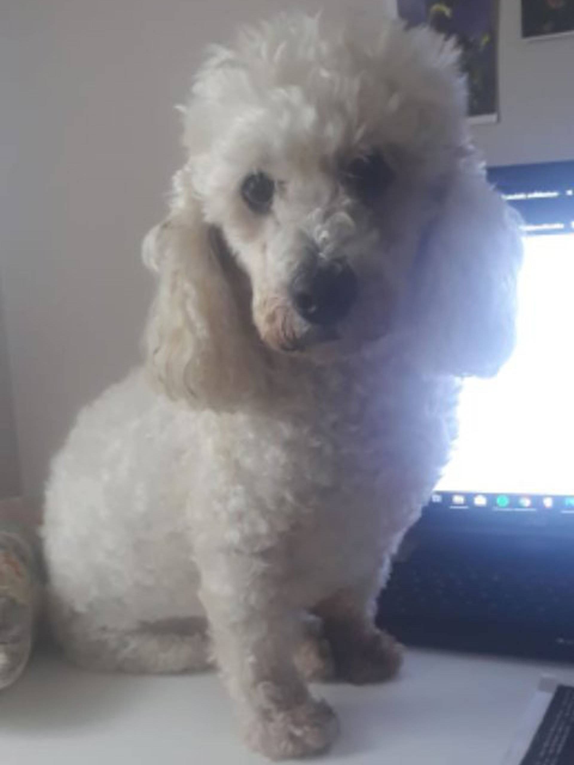 為何Bonzo會被網民大讚牠是忠犬呢？原來牠竟為主人做了這件事。（twitter@Mary_Dopping）