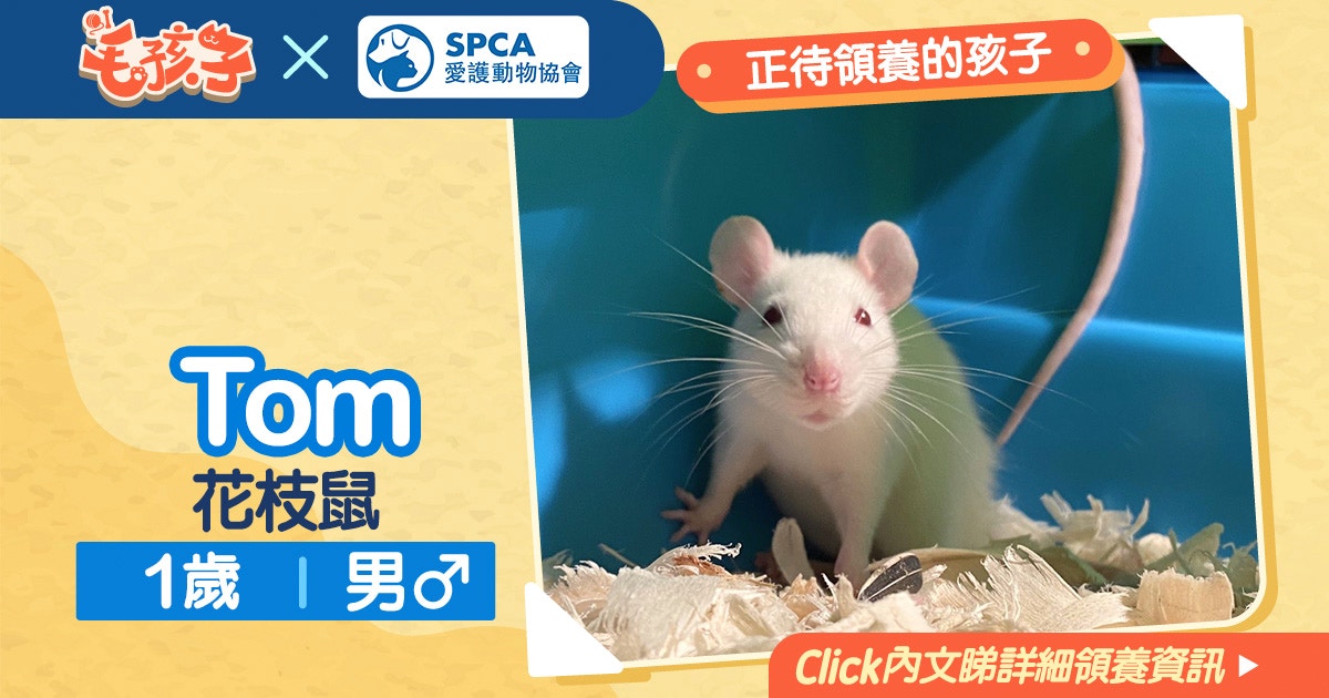 領養花枝鼠消息 愛護動物協會 10月10日 花枝鼠tom