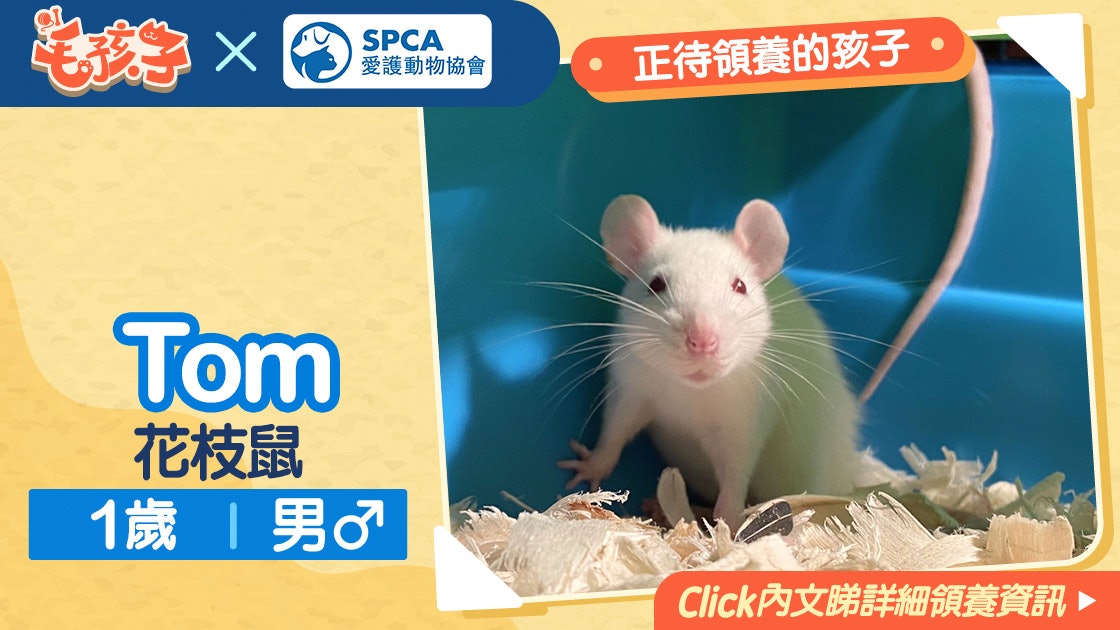 領養花枝鼠消息 愛護動物協會 10月10日 花枝鼠tom 領養花枝鼠消息 愛護動物協會 10月10日 花枝鼠tom