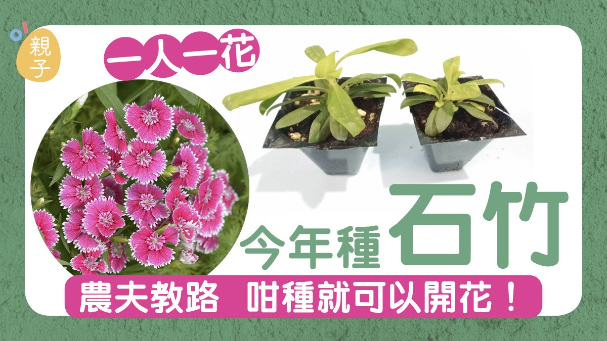 一人一花 石竹秋冬季生長開花農夫教路栽種6大貼士 一人一花 石竹秋冬季生長開花農夫教路栽種6大貼士