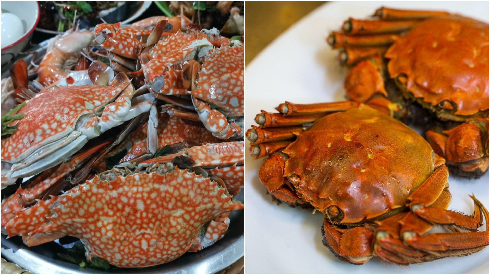 食蟹季節 7種螃蟹最佳食用時間 烹調方法花蟹最啱隔水清蒸 香港01 教煮