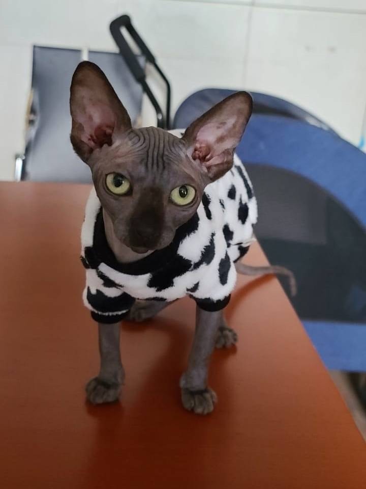 無毛貓LALA走失時身穿白色毛毛上衣。(受訪者提供) 無毛貓LALA走失時身穿白色毛毛上衣。(受訪者提供)