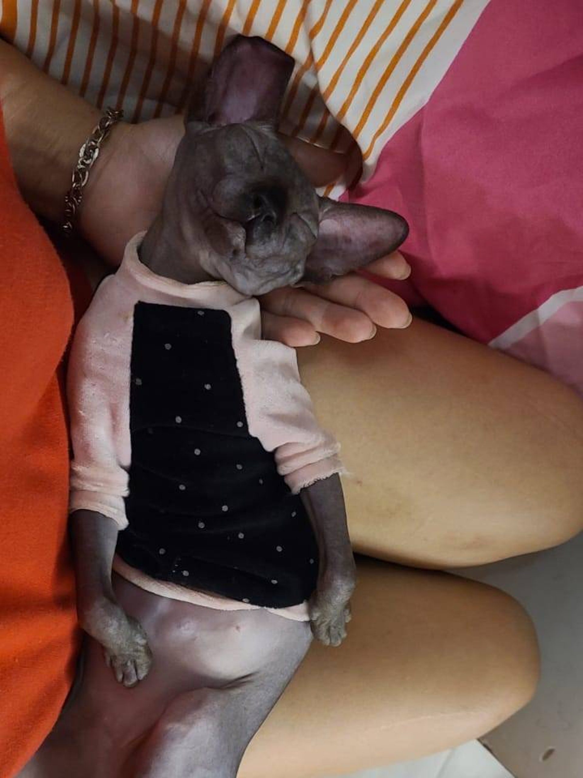 貓主林小姐接受《香港01》訪問指,她曾於9點半餵LALA進食貓糧,隨後讓牠在家中自由活動,沒想到牠會在家裏失去蹤影。(受訪者提供) 貓主林小姐接受《香港01》訪問指,她曾於9點半餵LALA進食貓糧,隨後讓牠在家中自由活動,沒想到牠會在家裏失去蹤影。(受訪者提供)