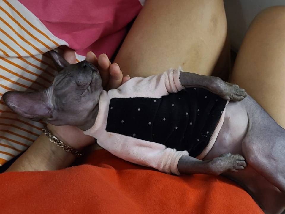 林小姐指:「大門邊有條罅,LALA可能趁我哋出入無為意,走咗出街。」(受訪者提供) 林小姐指:「大門邊有條罅,LALA可能趁我哋出入無為意,走咗出街。」(受訪者提供)