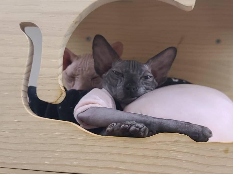 年約4個月大的無毛貓女LALA,10月10日上午10時半在石峽尾美賢樓頂樓住所失蹤。(受訪者提供) 年約4個月大的無毛貓女LALA,10月10日上午10時半在石峽尾美賢樓頂樓住所失蹤。(受訪者提供)