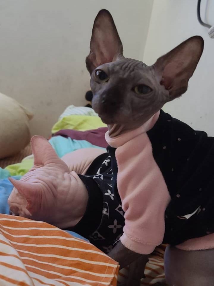 林小姐發現LALA失蹤後,馬上在大廈樓層搜索,並逐家逐戶拍門尋找LALA,可惜每家每戶都沒有牠的消息,大廈保安亦不曾見到LALA落樓,令他們毫無頭緒(受訪者提供) 林小姐發現LALA失蹤後,馬上在大廈樓層搜索,並逐家逐戶拍門尋找LALA,可惜每家每戶都沒有牠的消息,大廈保安亦不曾見到LALA落樓,令他們毫無頭緒(受訪者提供)