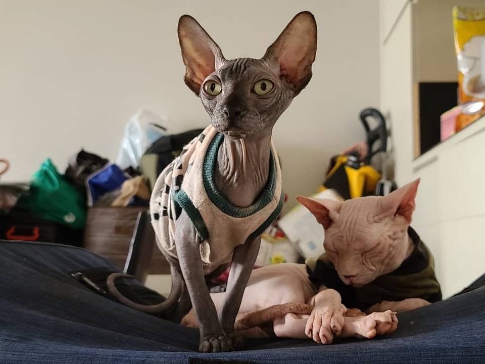 媽舉出3個原因可能會導致牠生命受威脅。(受訪者提供) 媽舉出3個原因可能會導致牠生命受威脅。(受訪者提供)