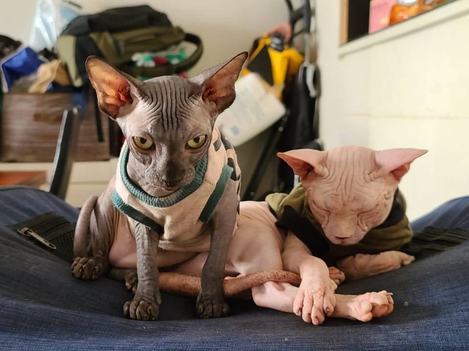 【一】近日天氣開始轉涼,對於無毛貓來說,更加需要保暖。(受訪者提供) 【一】近日天氣開始轉涼,對於無毛貓來說,更加需要保暖。(受訪者提供)