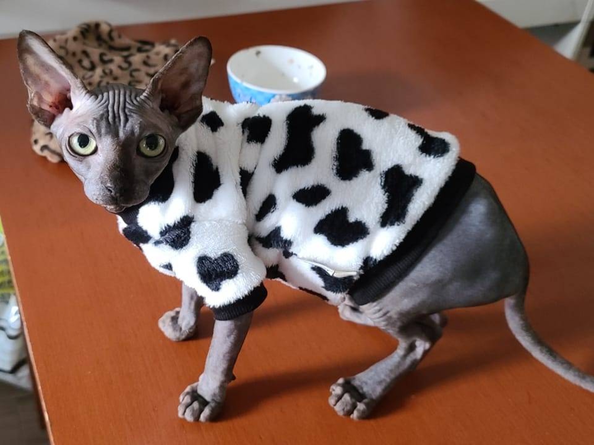 浪卡襲港 無毛貓女石峽尾住所走失媽憑3大原因恐貓有生命危險 香港01 寵物 浪卡襲港 無毛貓女石峽尾住所走失媽憑3大原因恐貓有生命危險 香港01 寵物