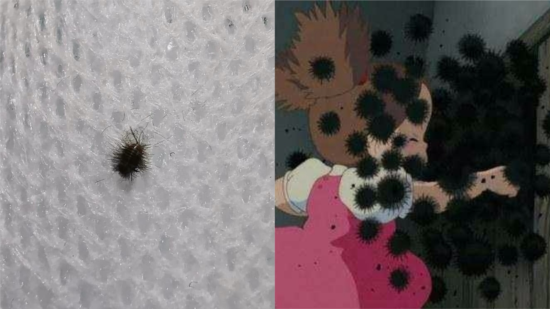 激似 龍貓 煤炭屎鬼 台網友床上驚現大量有毛小黑蟲急求教 香港01 熱爆話題