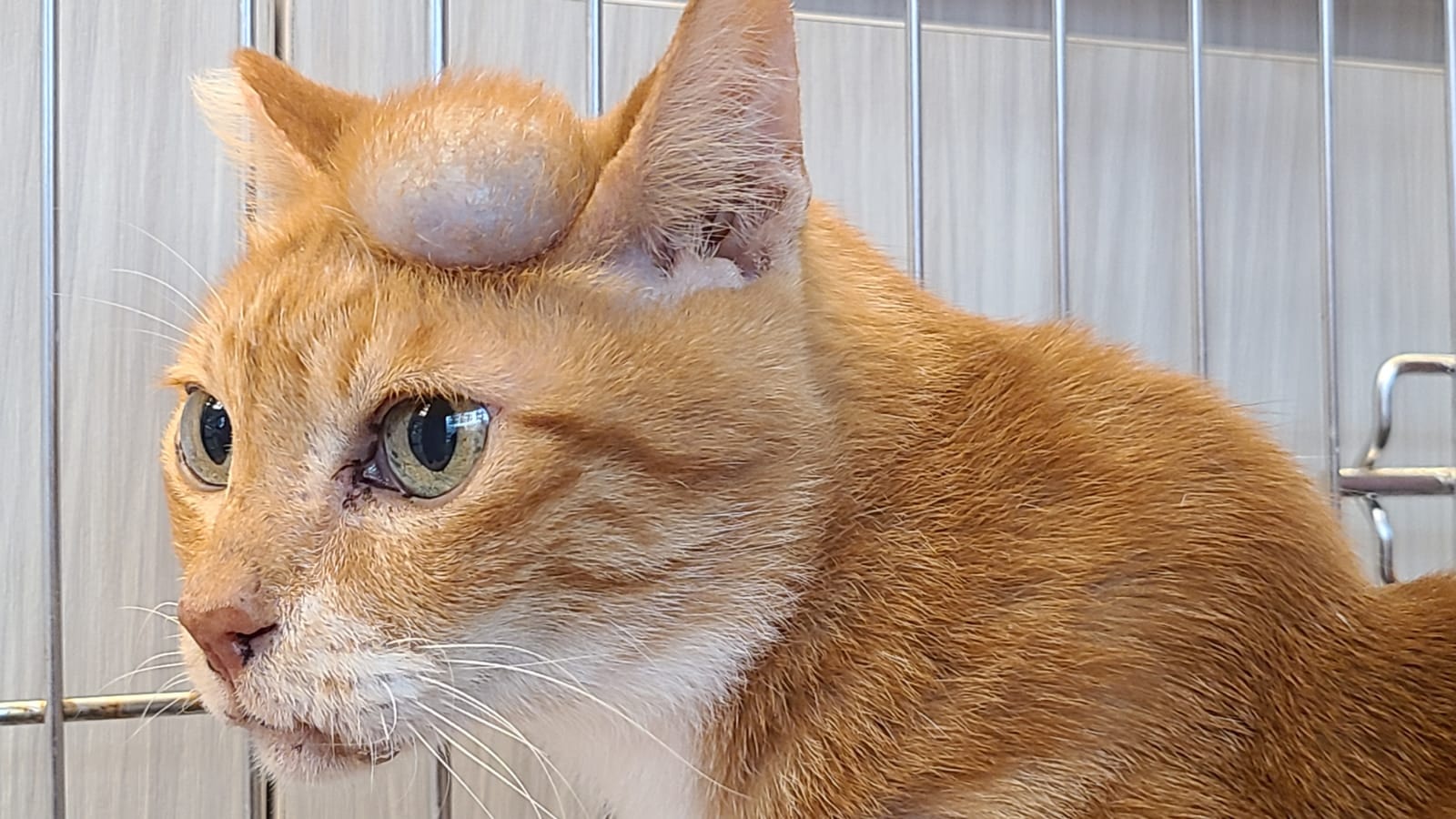 毛守創辦人Kent到場後,有數位貓義工現身,一度意圖阻止他帶走橘貓,指橘貓過去6年都在山邊生活,曾多次帶牠做身體檢查,直指牠頭上的腫瘤沒辦法醫,並且有人要收養牠。(facebook圖片:毛孩守護者) 毛守創辦人Kent到場後,有數位貓義工現身,一度意圖阻止他帶走橘貓,指橘貓過去6年都在山邊生活,曾多次帶牠做身體檢查,直指牠頭上的腫瘤沒辦法醫,並且有人要收養牠。(facebook圖片:毛孩守護者)