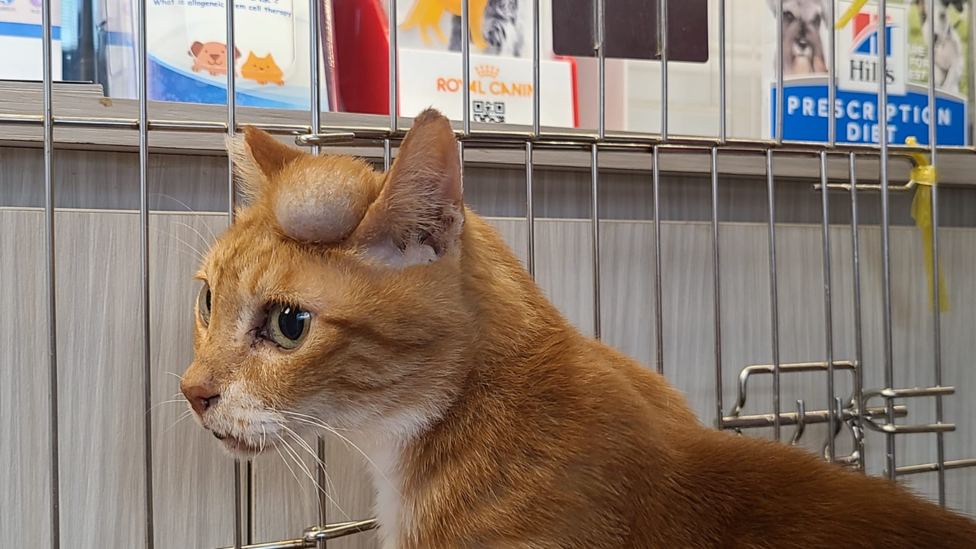 經過一輪周旋,Kent把貓帶走,送到診所。(facebook圖片:毛孩守護者) 經過一輪周旋,Kent把貓帶走,送到診所。(facebook圖片:毛孩守護者)