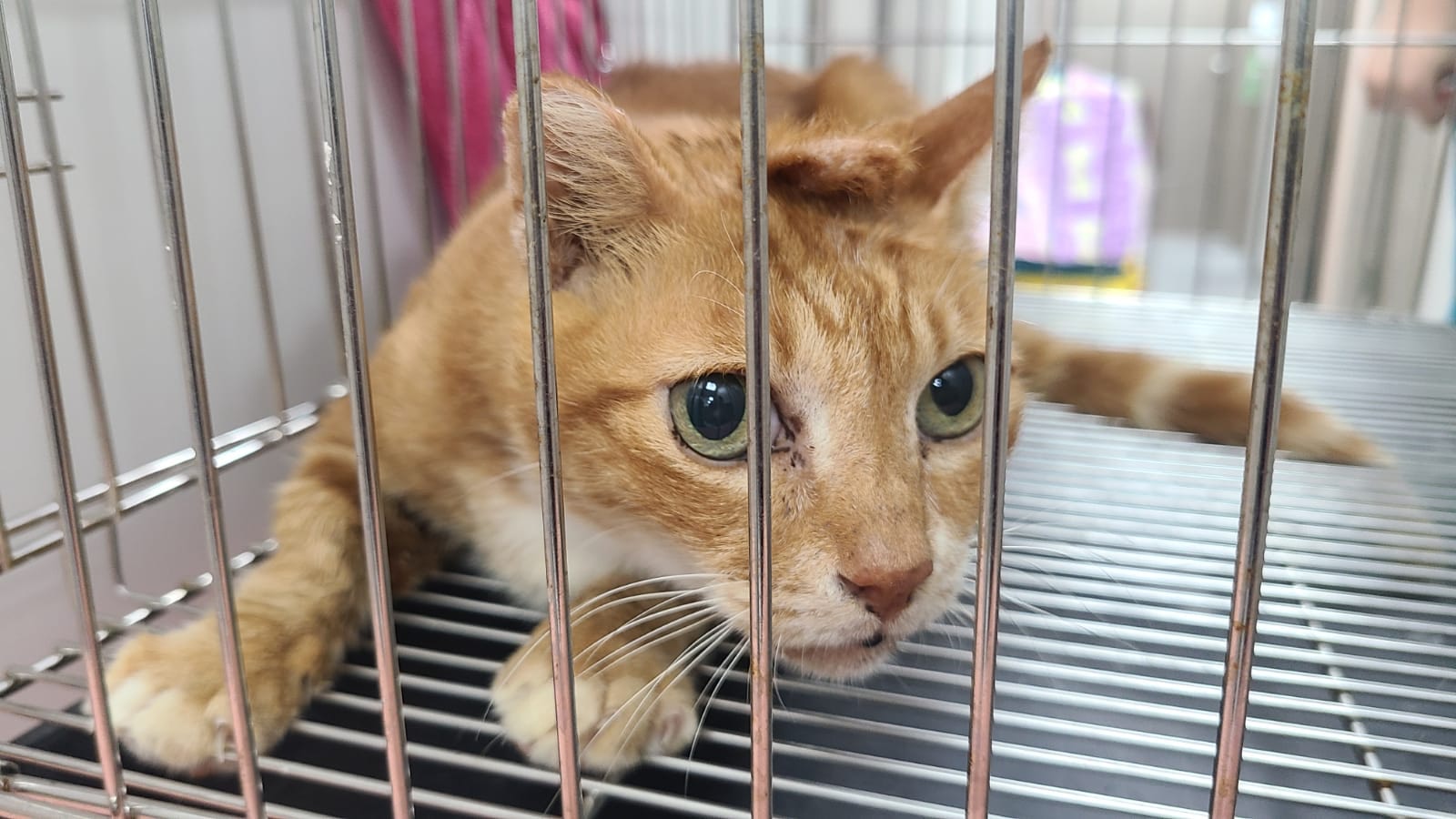 經醫生檢查發現牠頭頂那顆「大饅頭」並非腫瘤。(facebook圖片:毛孩守護者) 經醫生檢查發現牠頭頂那顆「大饅頭」並非腫瘤。(facebook圖片:毛孩守護者)