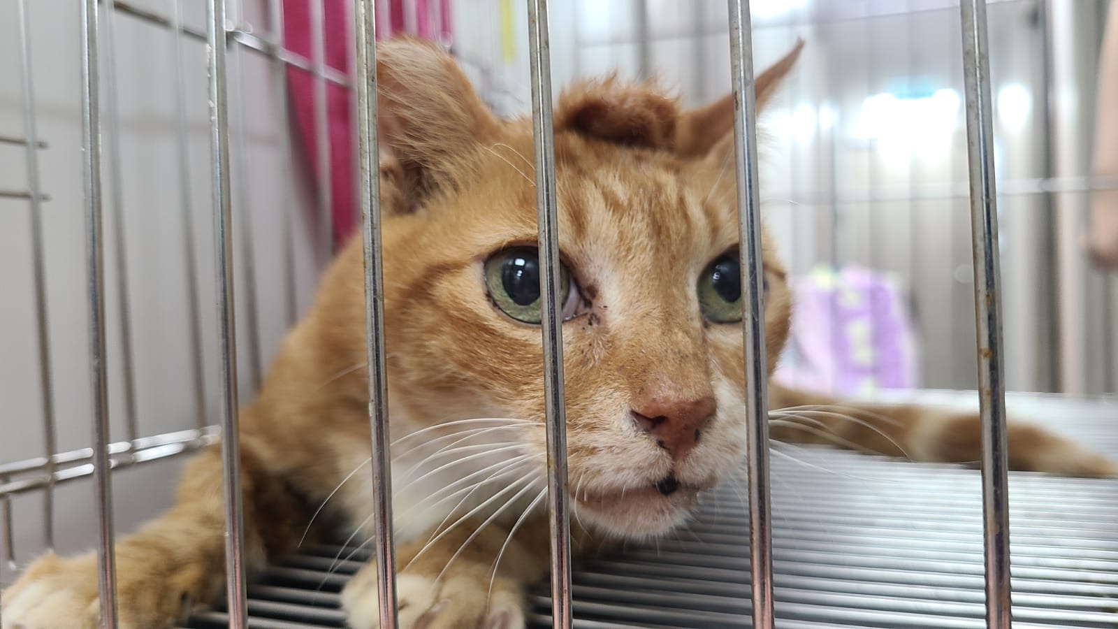 「之前受過傷,淋巴腺埋合得唔好,所以有積水。」(facebook圖片:毛孩守護者) 「之前受過傷,淋巴腺埋合得唔好,所以有積水。」(facebook圖片:毛孩守護者)