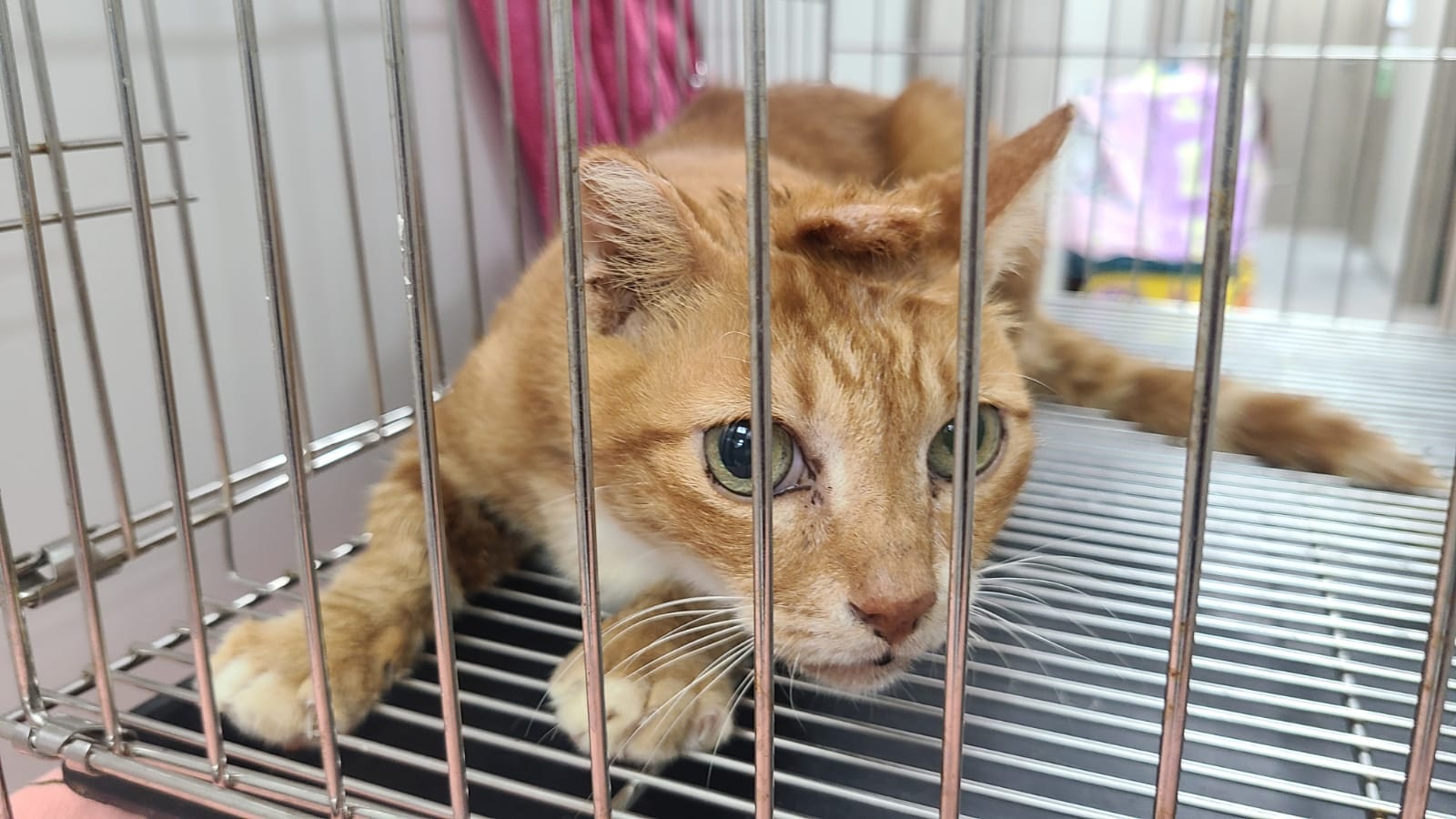 「積水隔一排就會滲返出嚟,要做手術幫佢縫合。」(facebook圖片:毛孩守護者) 「積水隔一排就會滲返出嚟,要做手術幫佢縫合。」(facebook圖片:毛孩守護者)